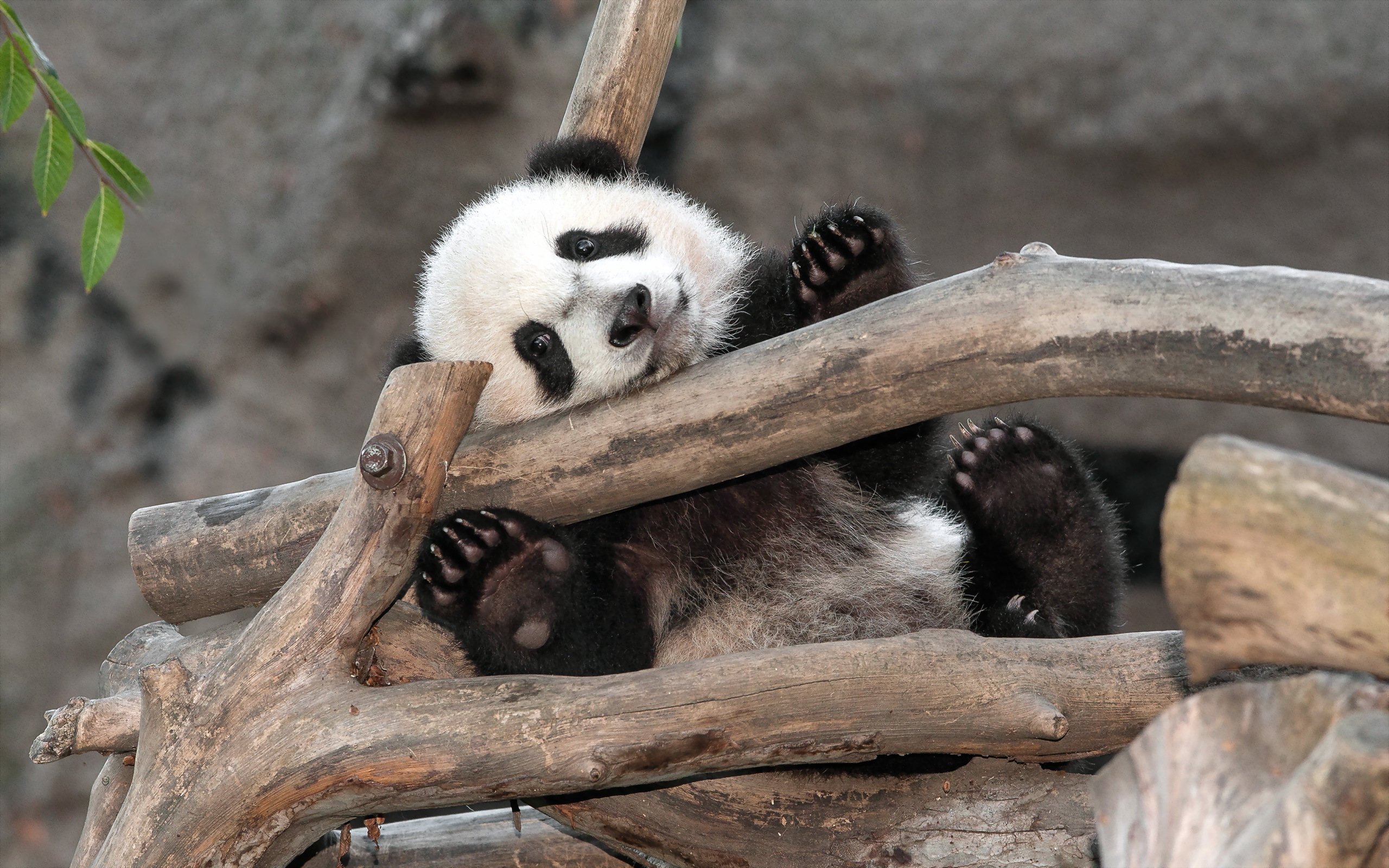 581048 descargar imagen panda, animales: fondos de pantalla y protectores de pantalla gratis