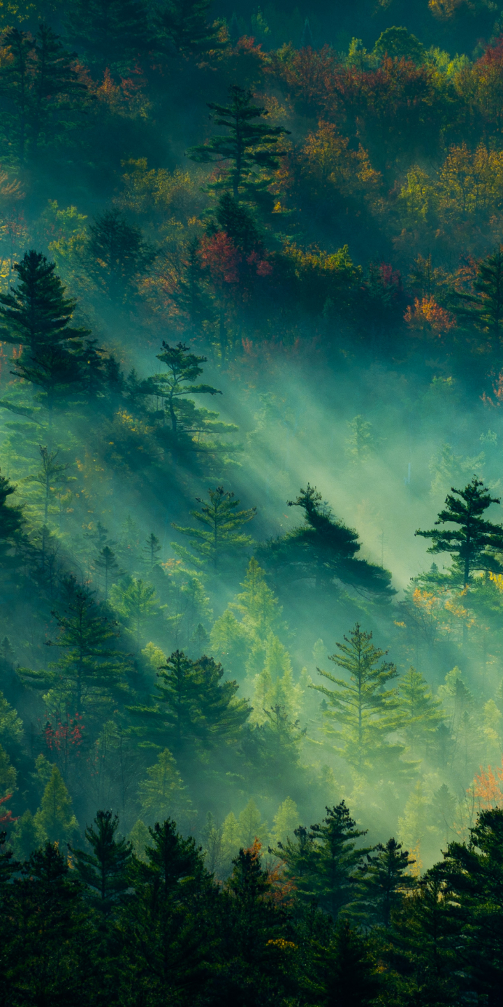 Download mobile wallpaper Forest, Fog, Earth, Morning, Sunlight for free.