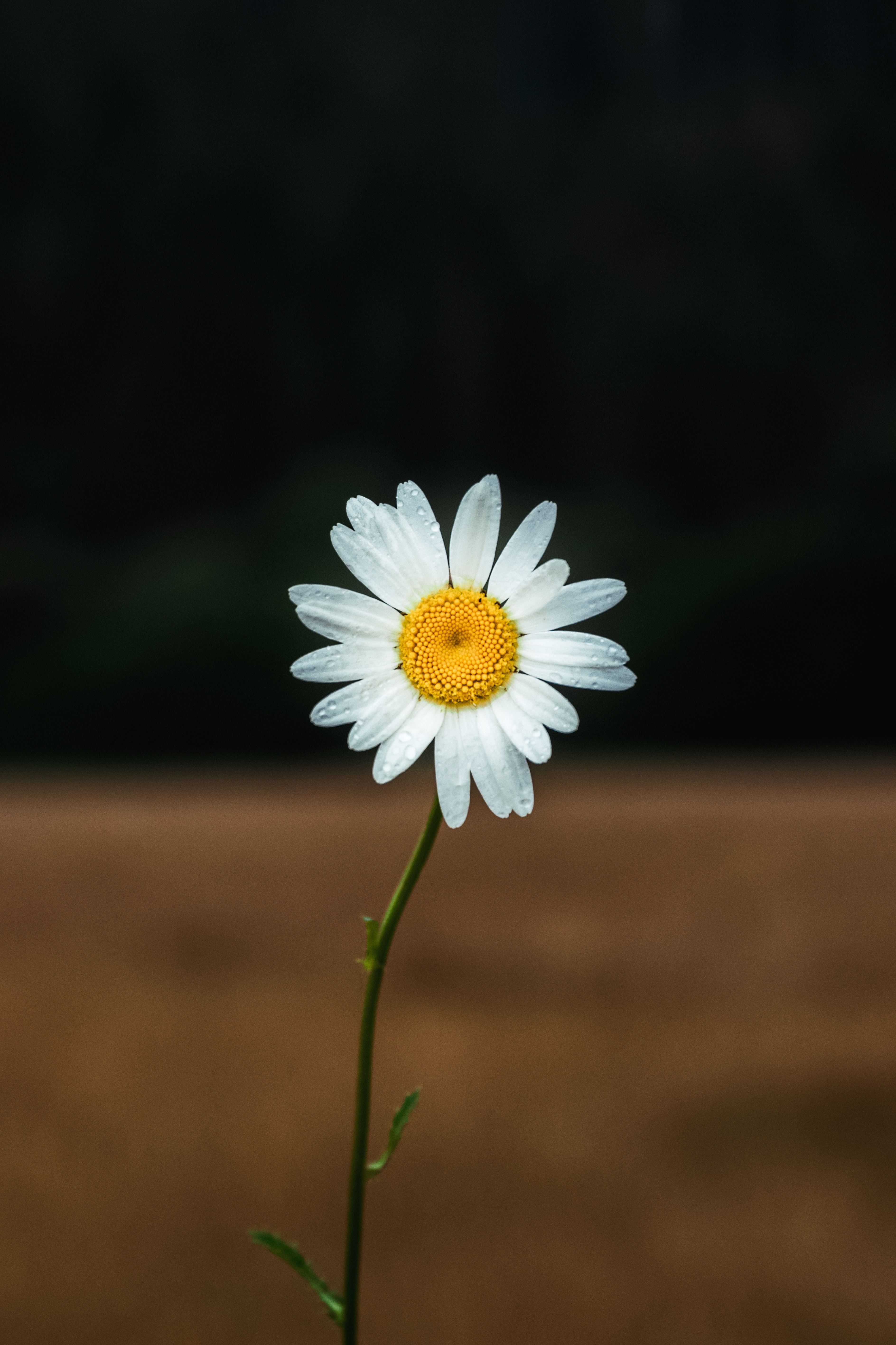 wallpapers flower, focus, petals, flowers, camomile, chamomile