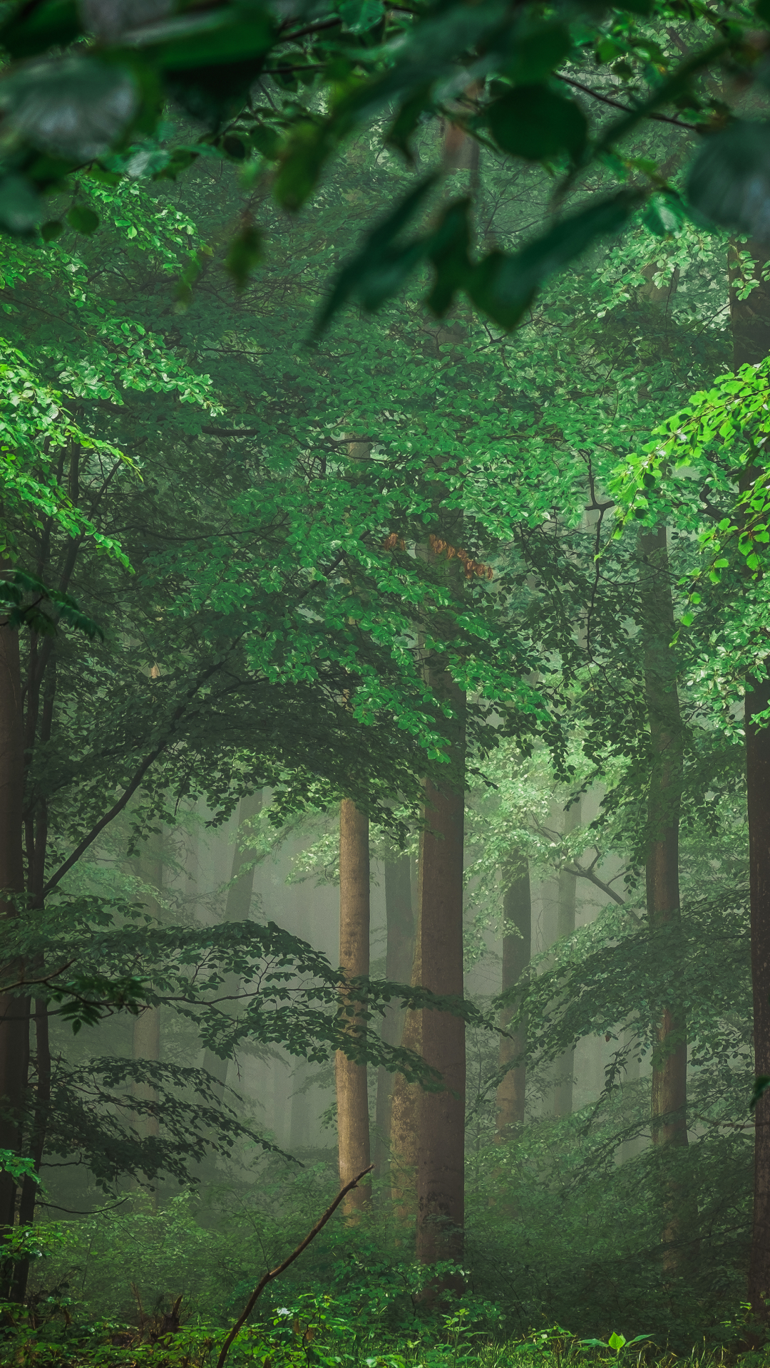 Скачать картинку Лес, Дерево, Туман, Земля, Зеленый, Земля/природа в телефон бесплатно.