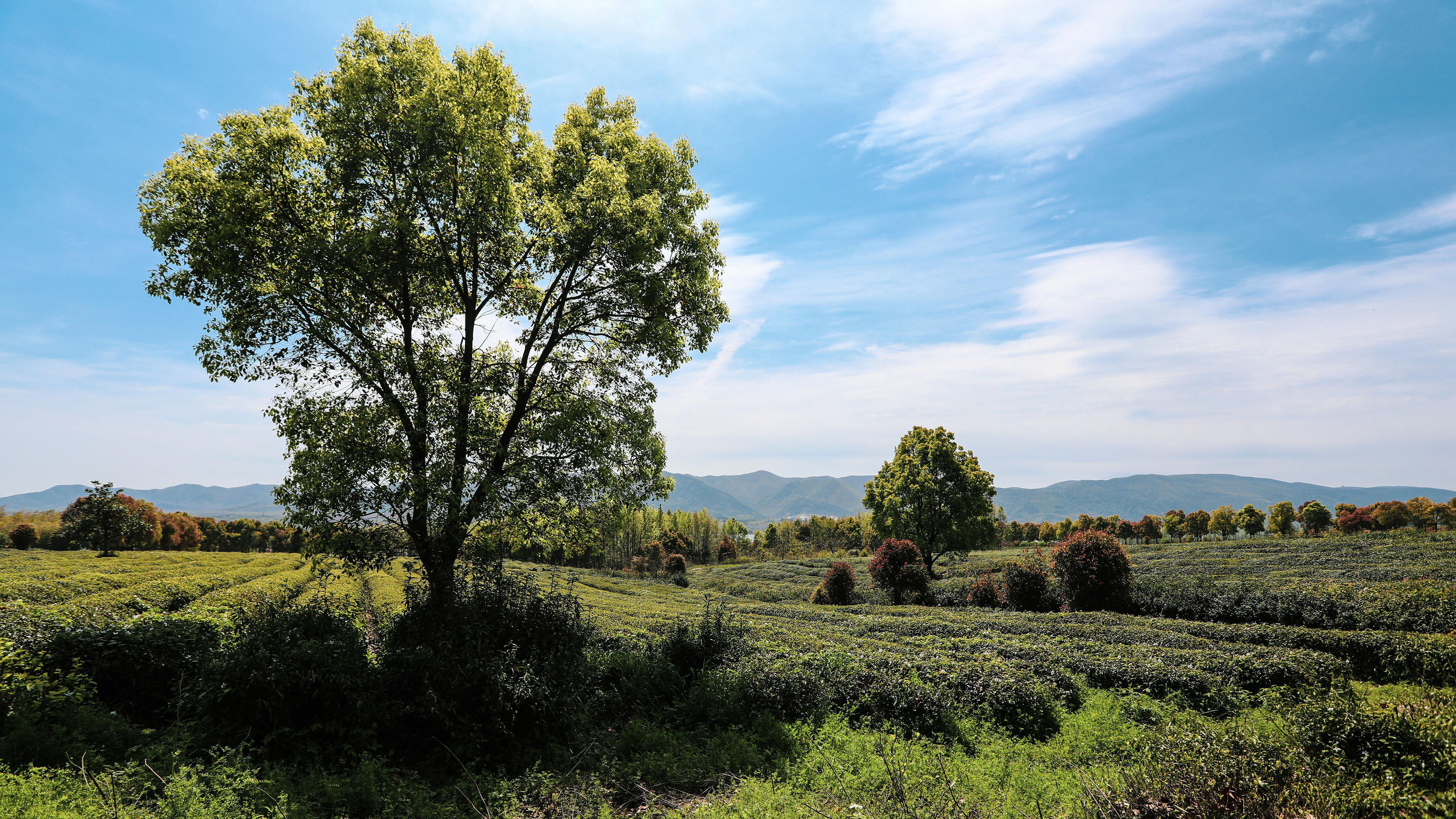 Download mobile wallpaper Landscape, Tree, Earth, Field for free.