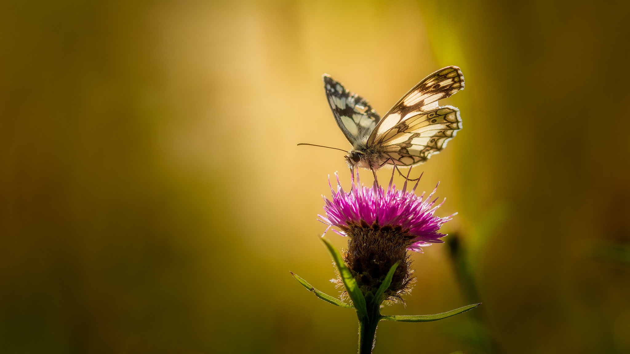 Download mobile wallpaper Flower, Macro, Insect, Butterfly, Animal for free.