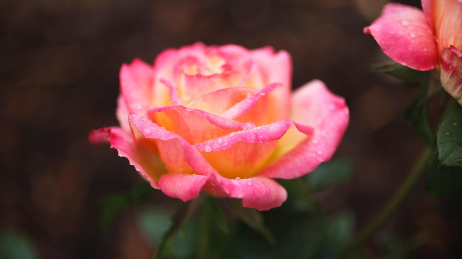 Завантажити шпалери безкоштовно Квітка, Роза, Земля, Рожева Троянда, Флауерзи картинка на робочий стіл ПК