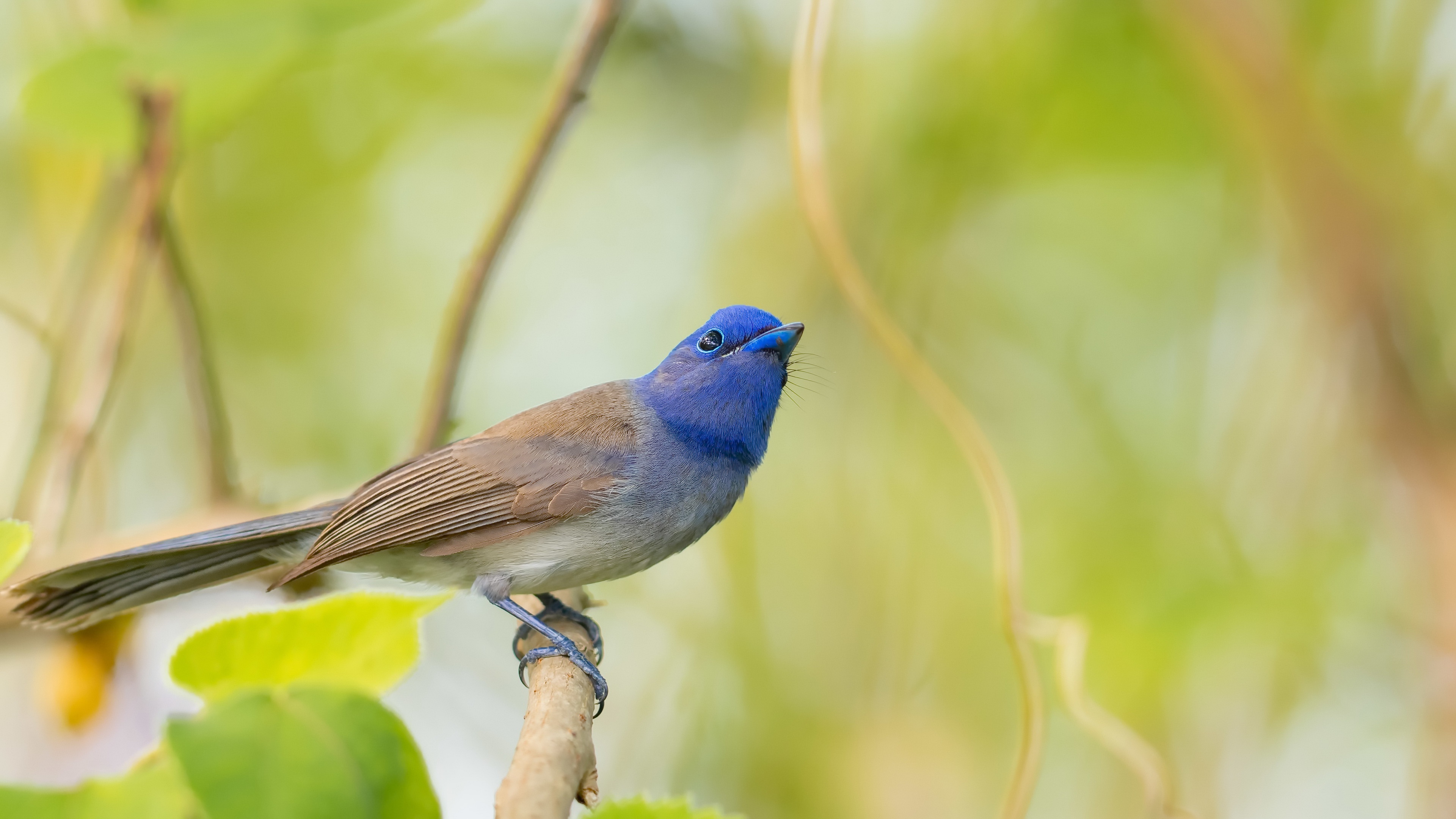 Free download wallpaper Birds, Bird, Animal, Flycatcher on your PC desktop