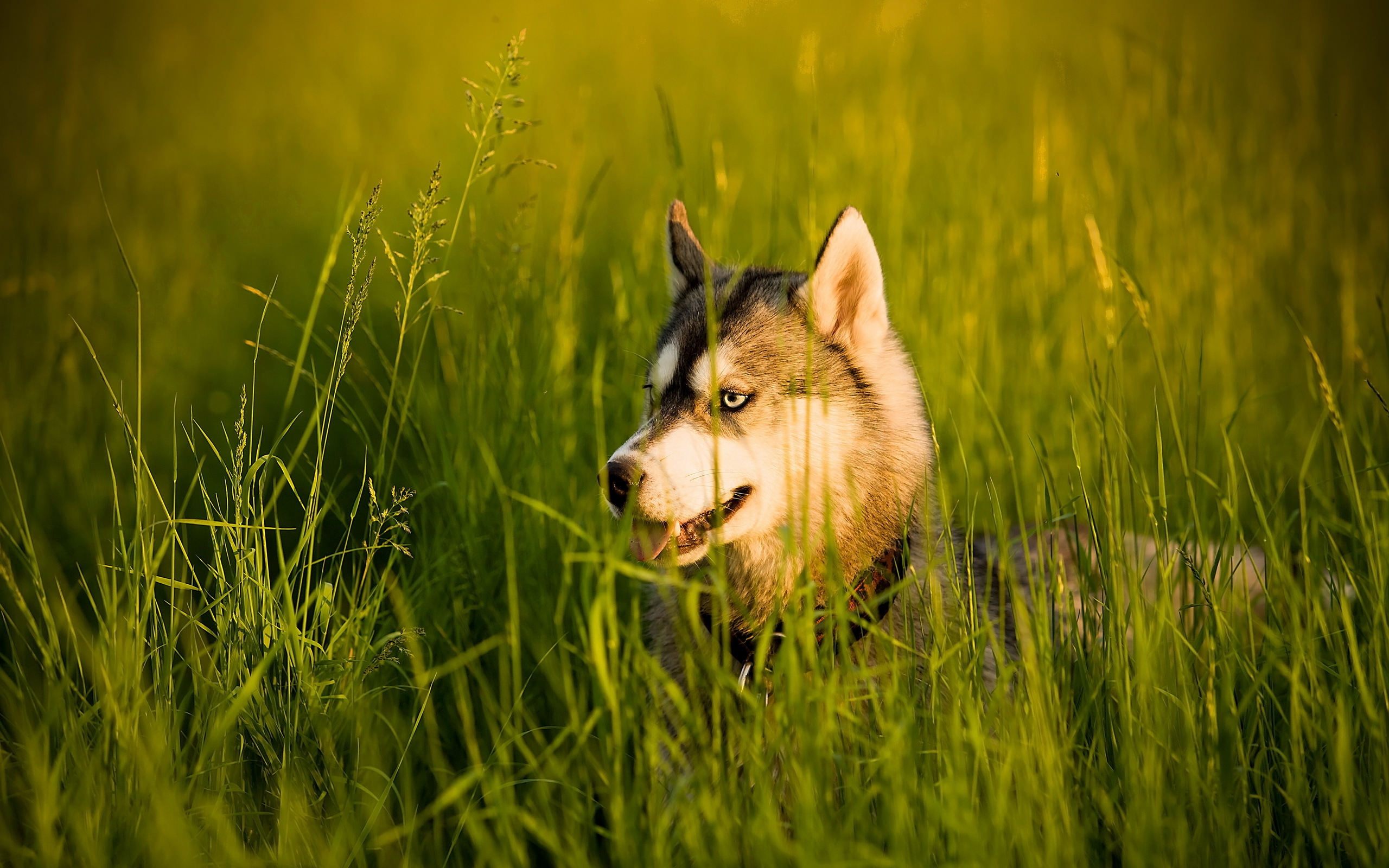 PCデスクトップにハスキー, 犬, 動物画像を無料でダウンロード