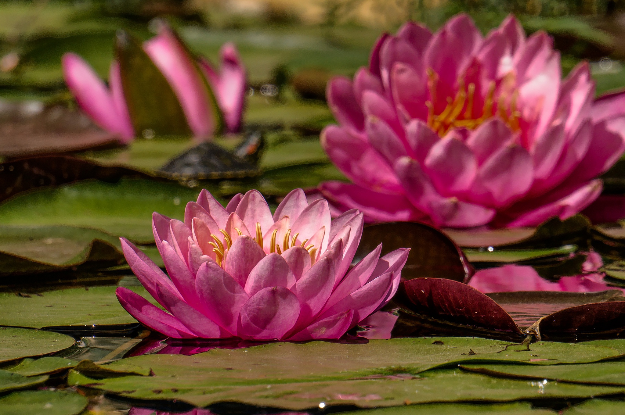 Free download wallpaper Nature, Flowers, Flower, Earth, Water Lily, Pink Flower on your PC desktop