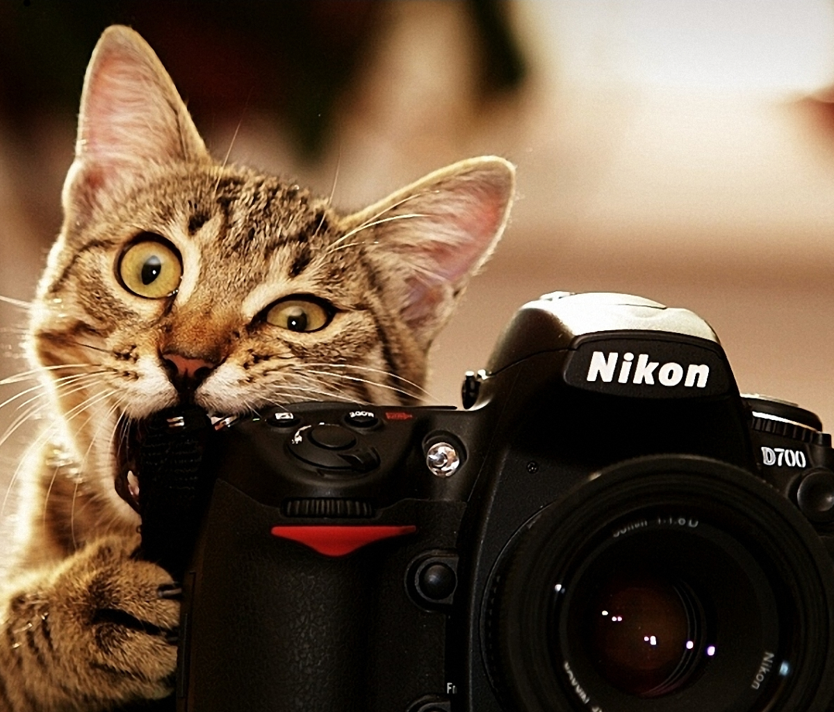 Download mobile wallpaper Cats, Cat, Animal, Camera, Humor for free.