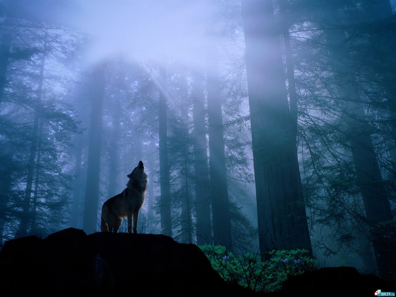 wolfs, animals, blue Full HD