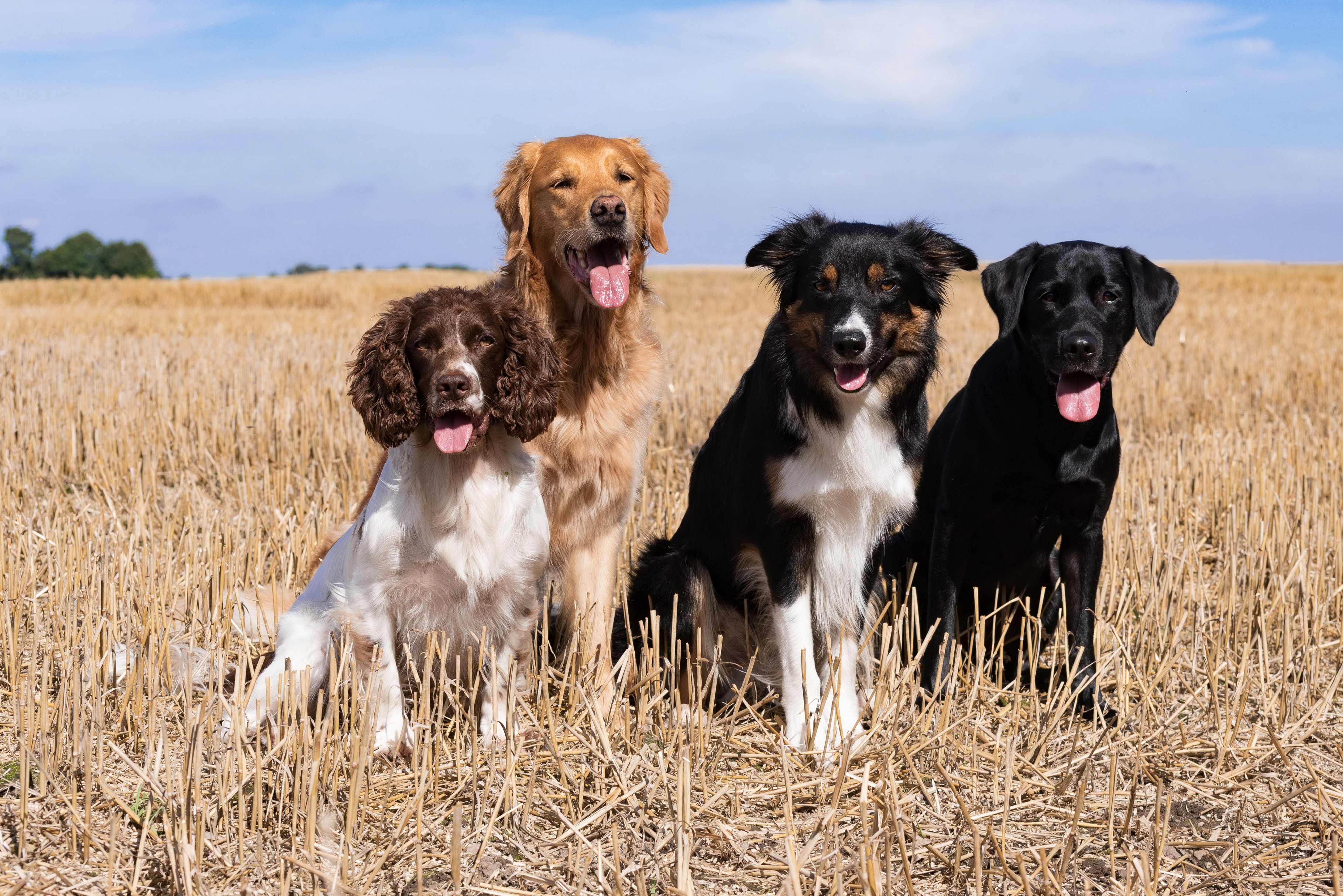 animal, dog, border collie, labrador, spaniel, dogs
