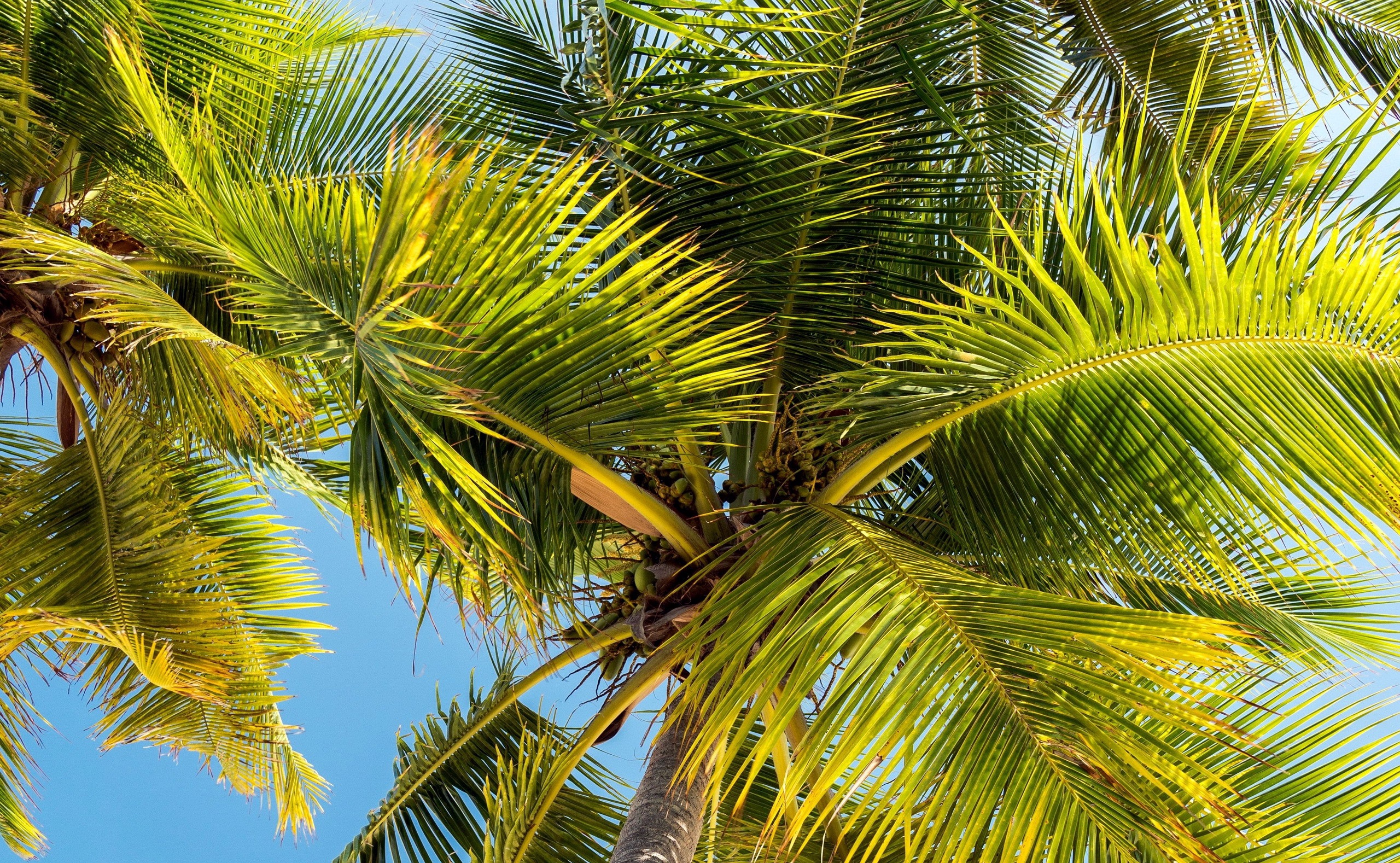 Free download wallpaper Tree, Earth, Palm Tree on your PC desktop