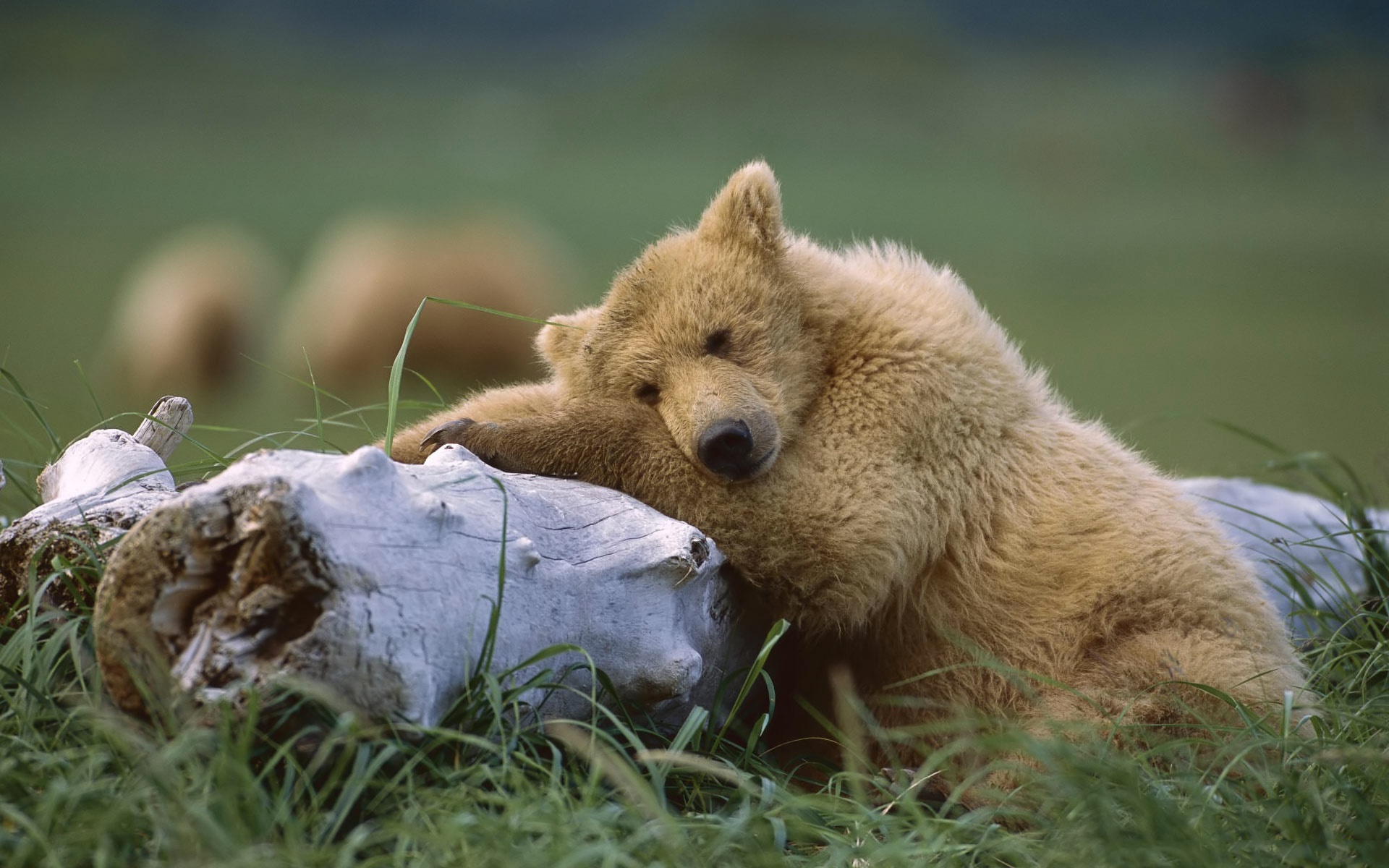 Téléchargez des papiers peints mobile Ours, Animaux gratuitement.