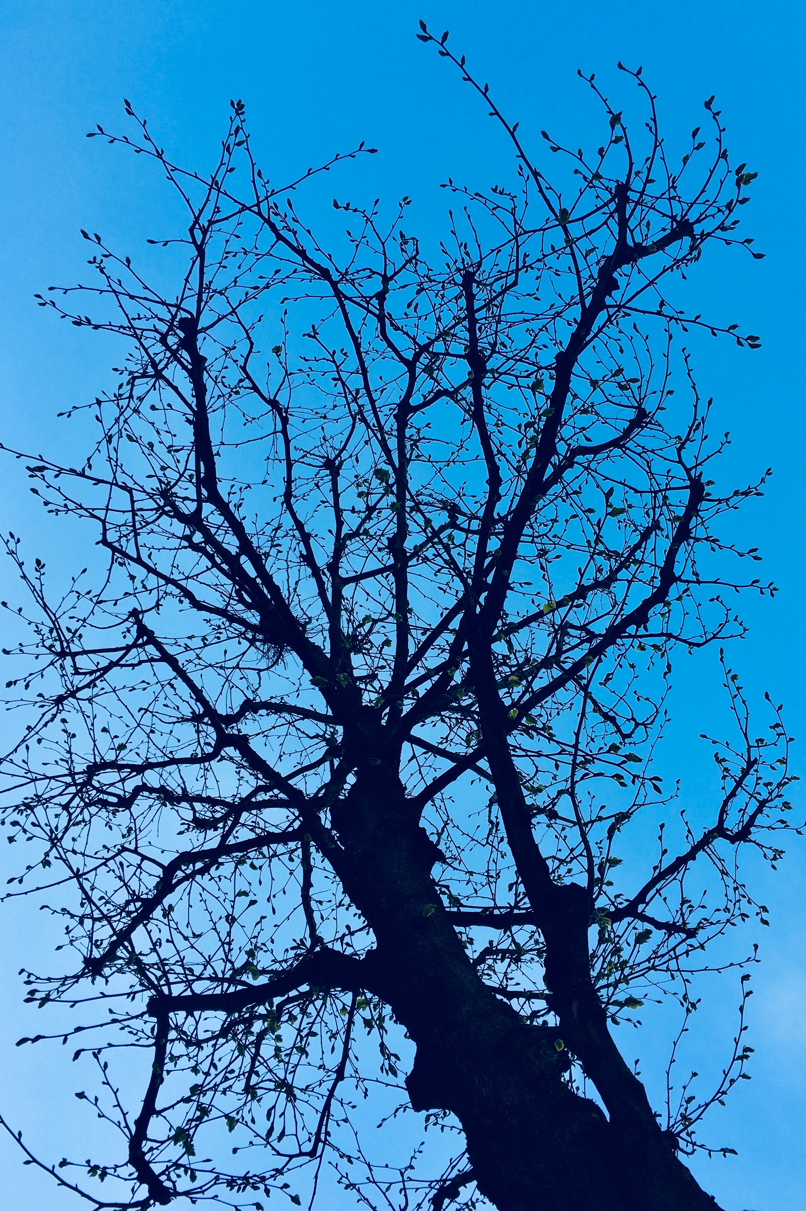 Download mobile wallpaper Branches, Wood, Tree, Sky, Nature, Spring for free.