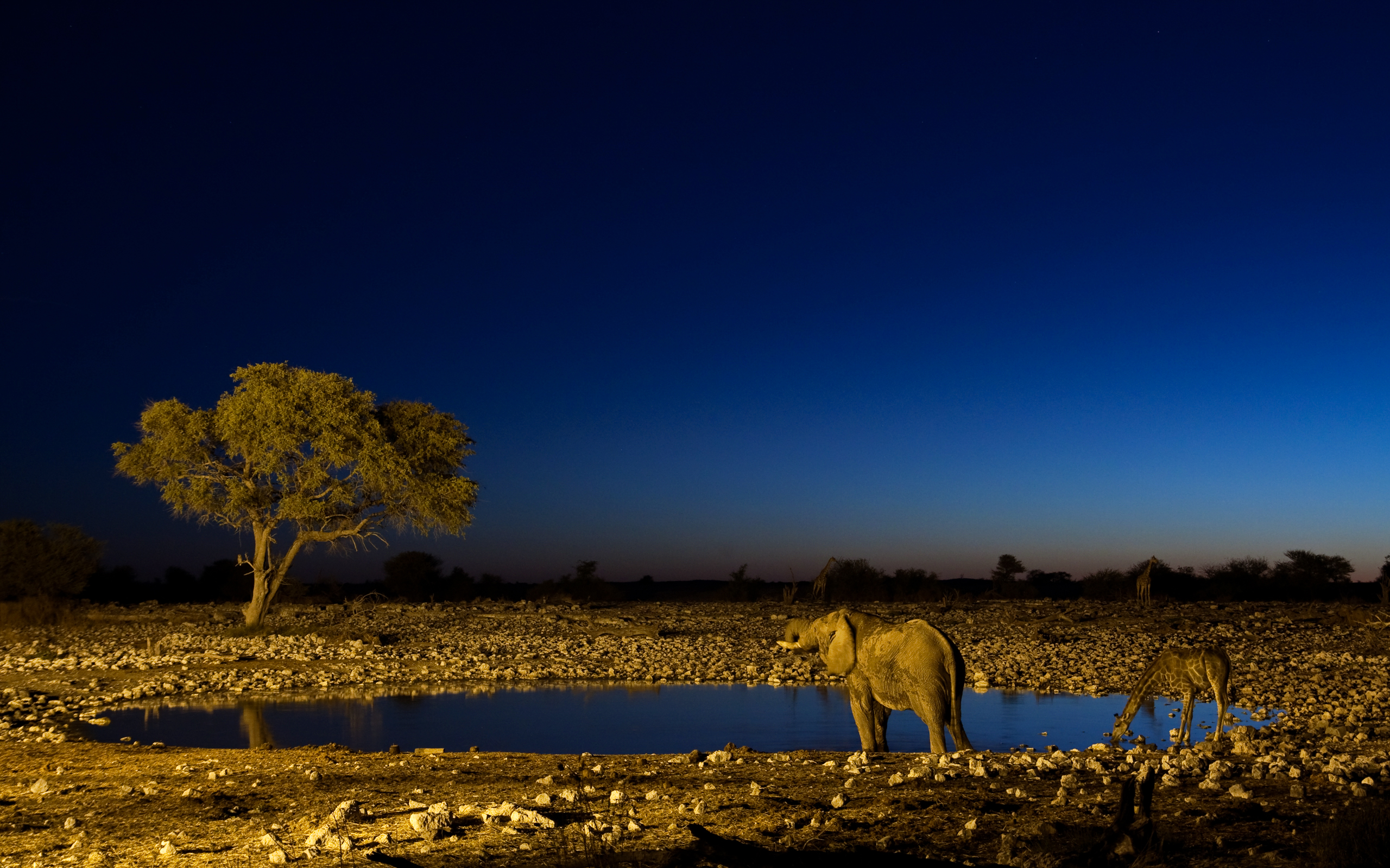 168385 télécharger le fond d'écran animaux, éléphant de savane d'afrique, éléphants - économiseurs d'écran et images gratuitement