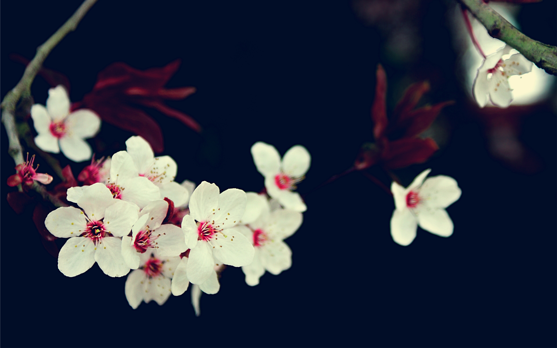 Free download wallpaper Flowers, Flower, Earth, Photography, Blossom on your PC desktop