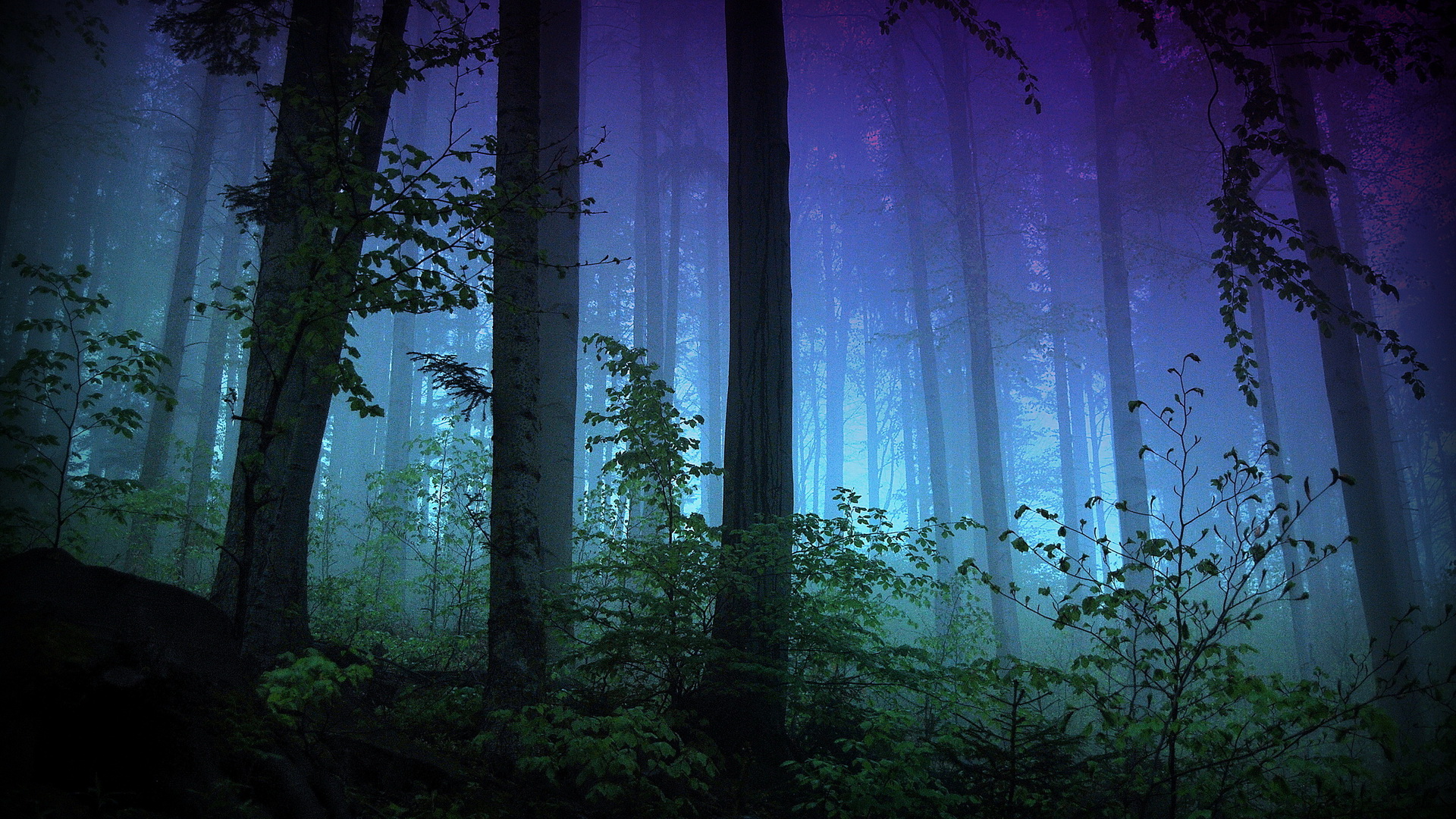 forest, fog, earth