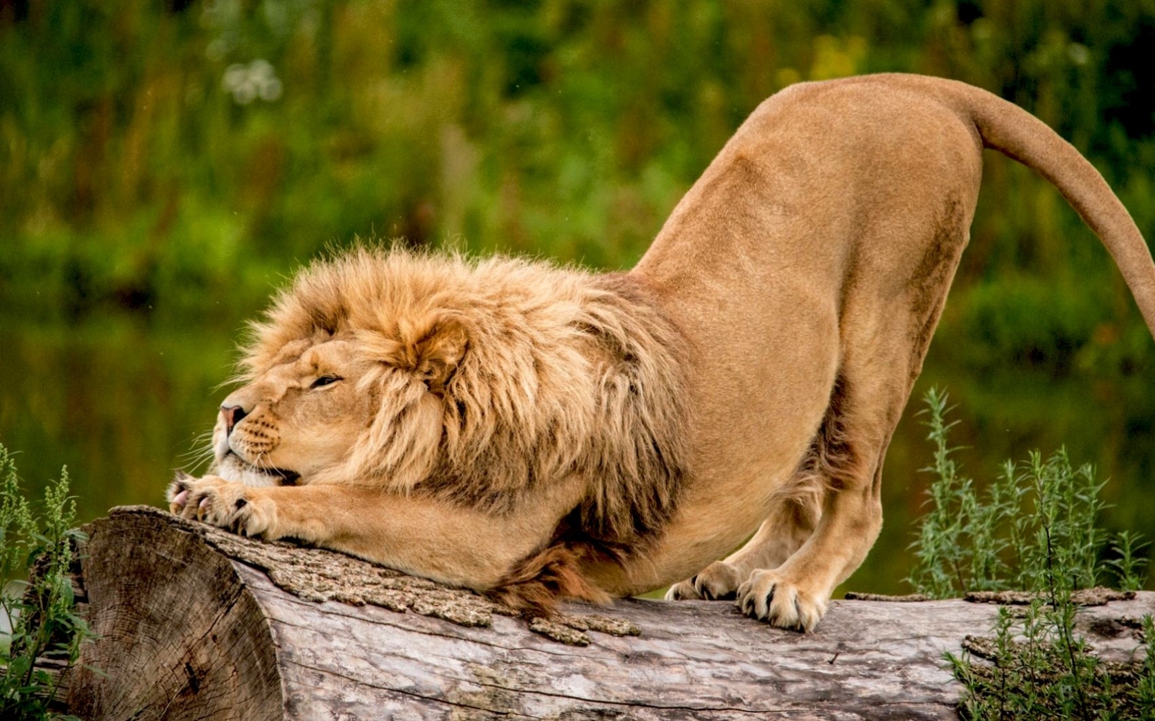 animals, lions Free Background