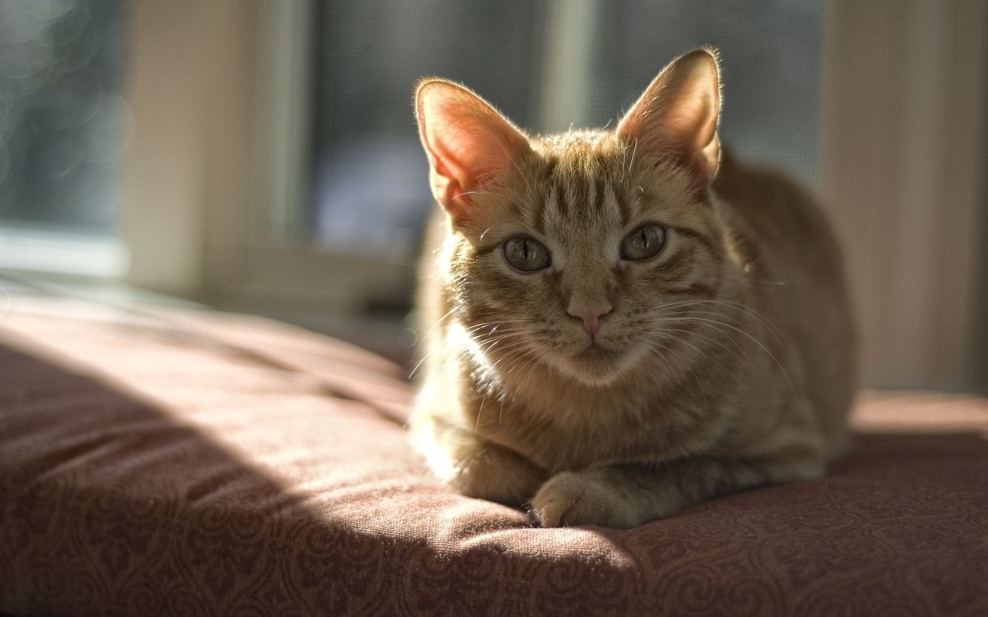 Baixe gratuitamente a imagem Animais, Gatos, Gato na área de trabalho do seu PC