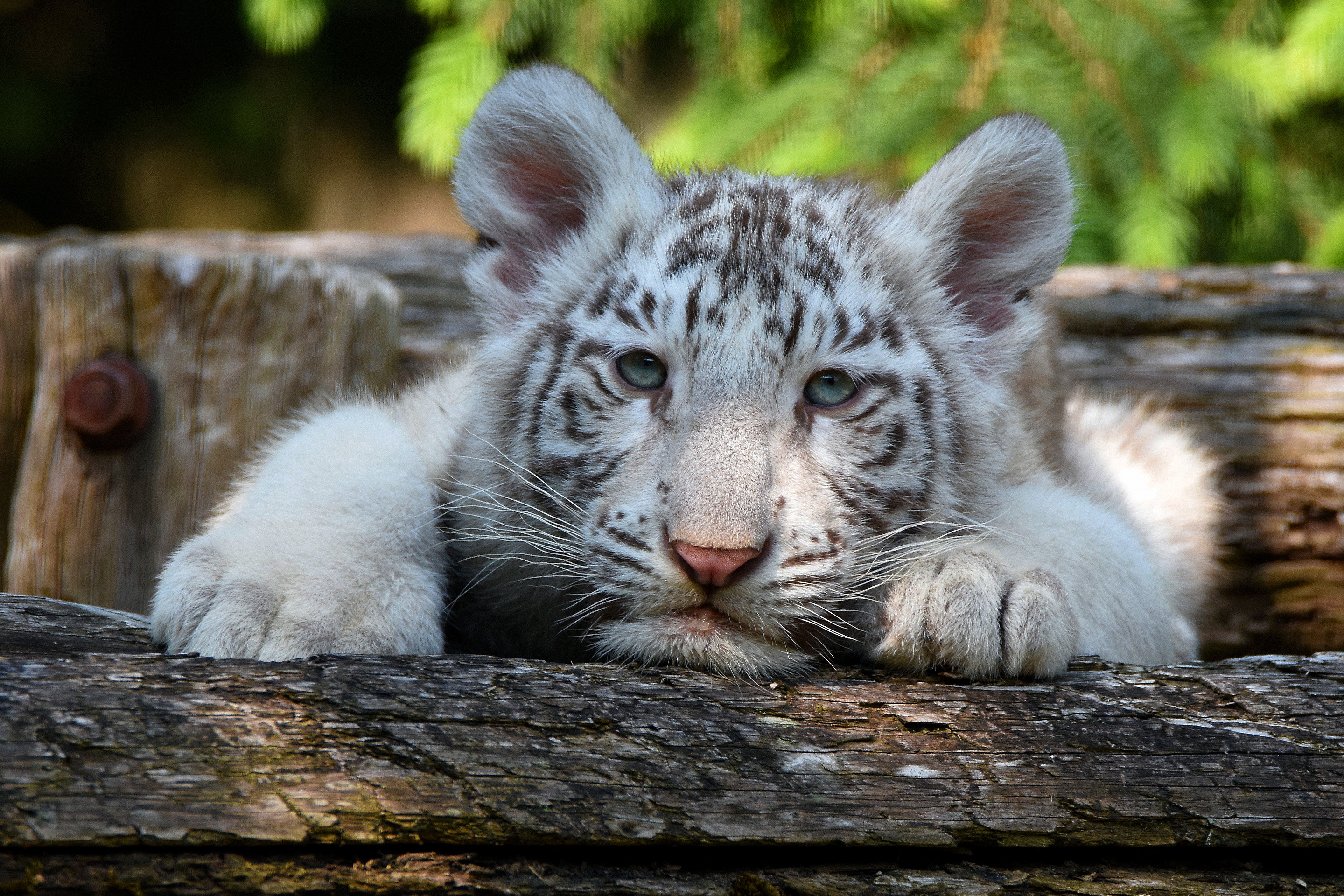 Download mobile wallpaper Cats, Animal, White Tiger, Baby Animal, Cub for free.