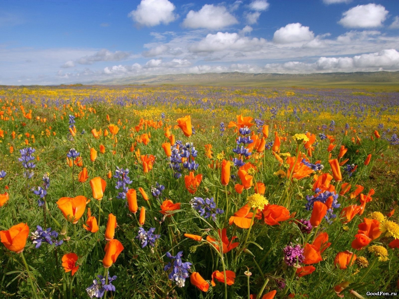 Laden Sie das Landschaft, Blumen, Sky, Clouds, Pflanzen, Felder-Bild kostenlos auf Ihren PC-Desktop herunter