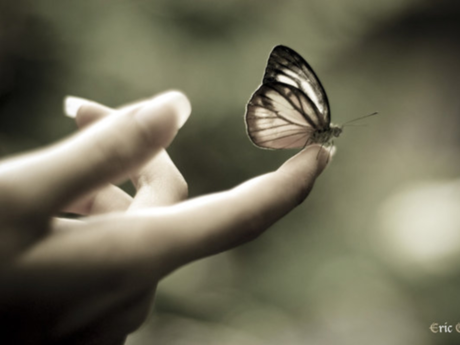 Laden Sie das Fotokunst, Insekten, Schmetterlinge-Bild kostenlos auf Ihren PC-Desktop herunter