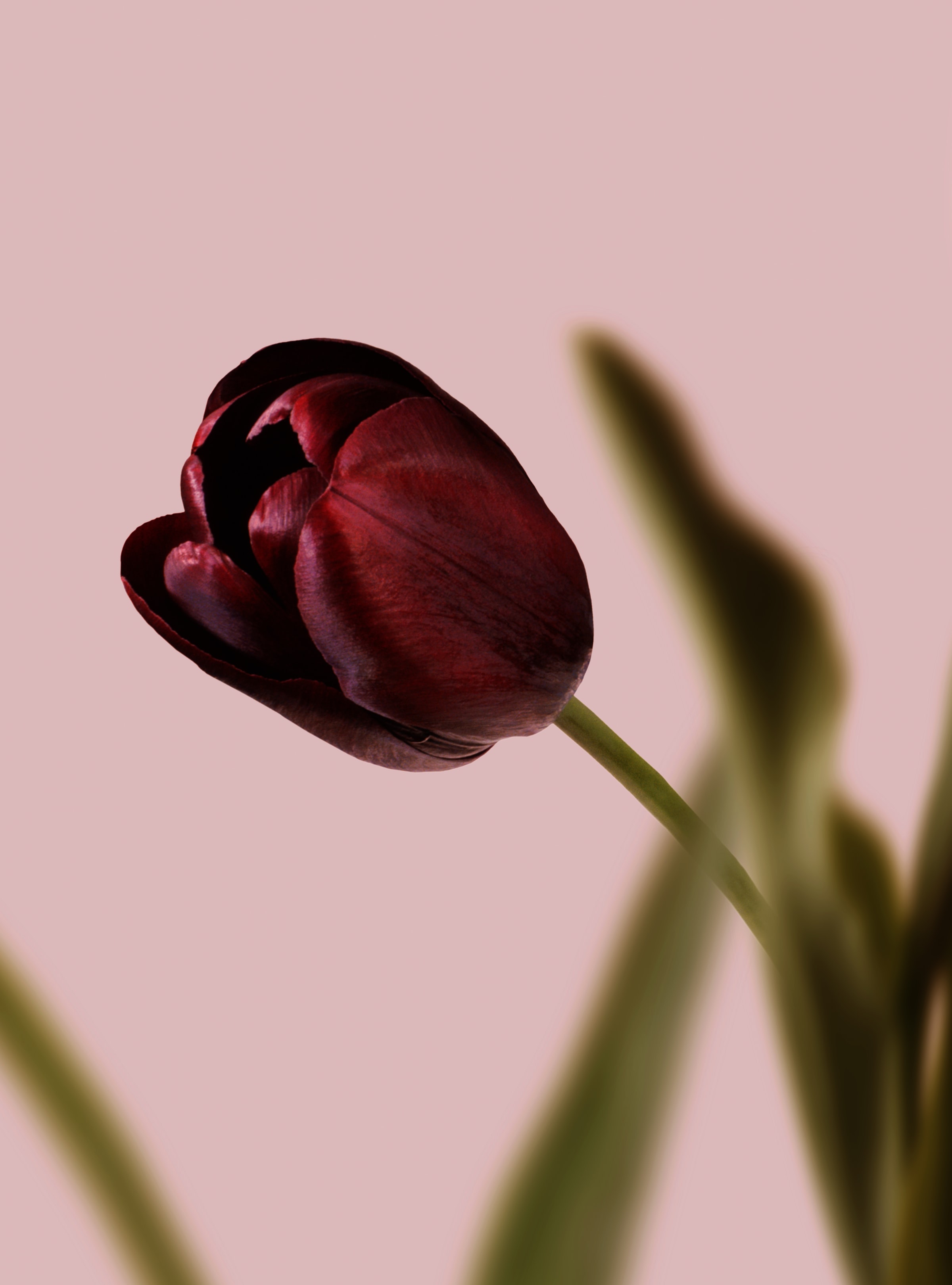 Baixe gratuitamente a imagem Flores, Macro, Pétalas, Tulipa, Flor na área de trabalho do seu PC