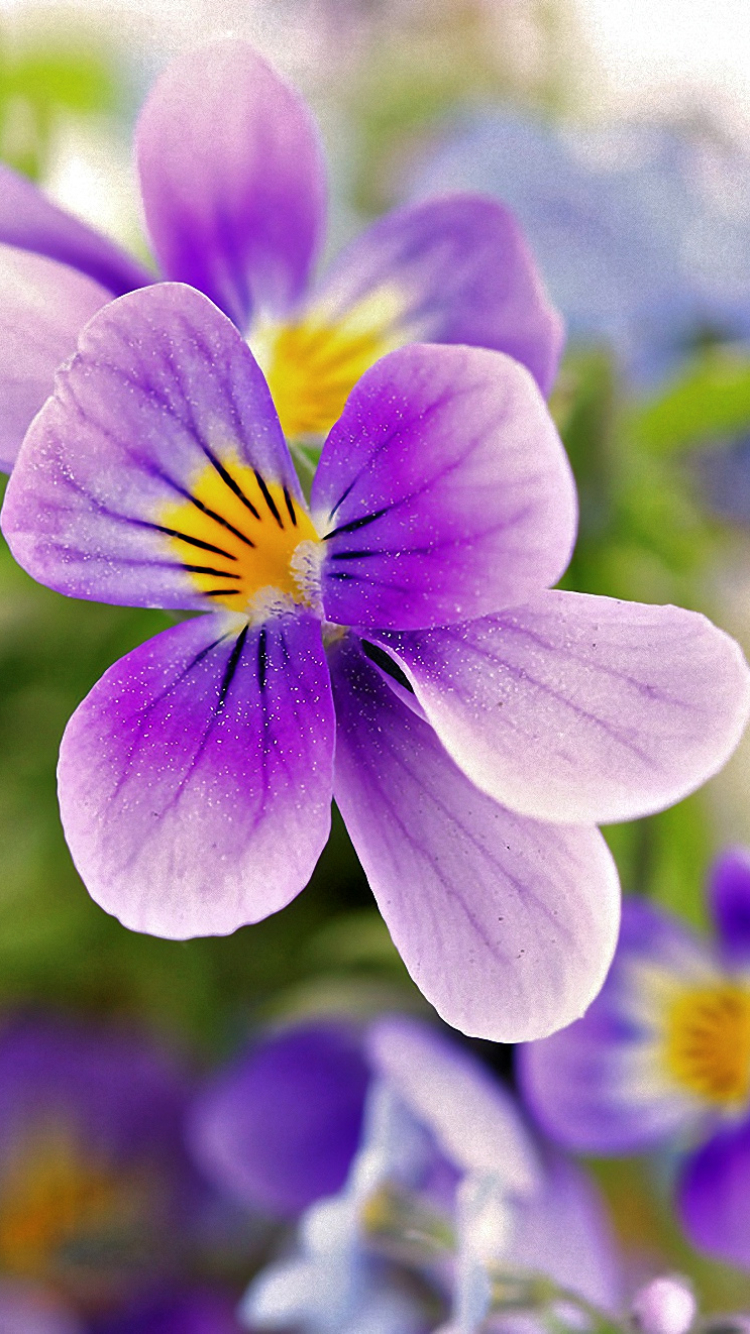 Download mobile wallpaper Flowers, Close Up, Earth, Pansy for free.