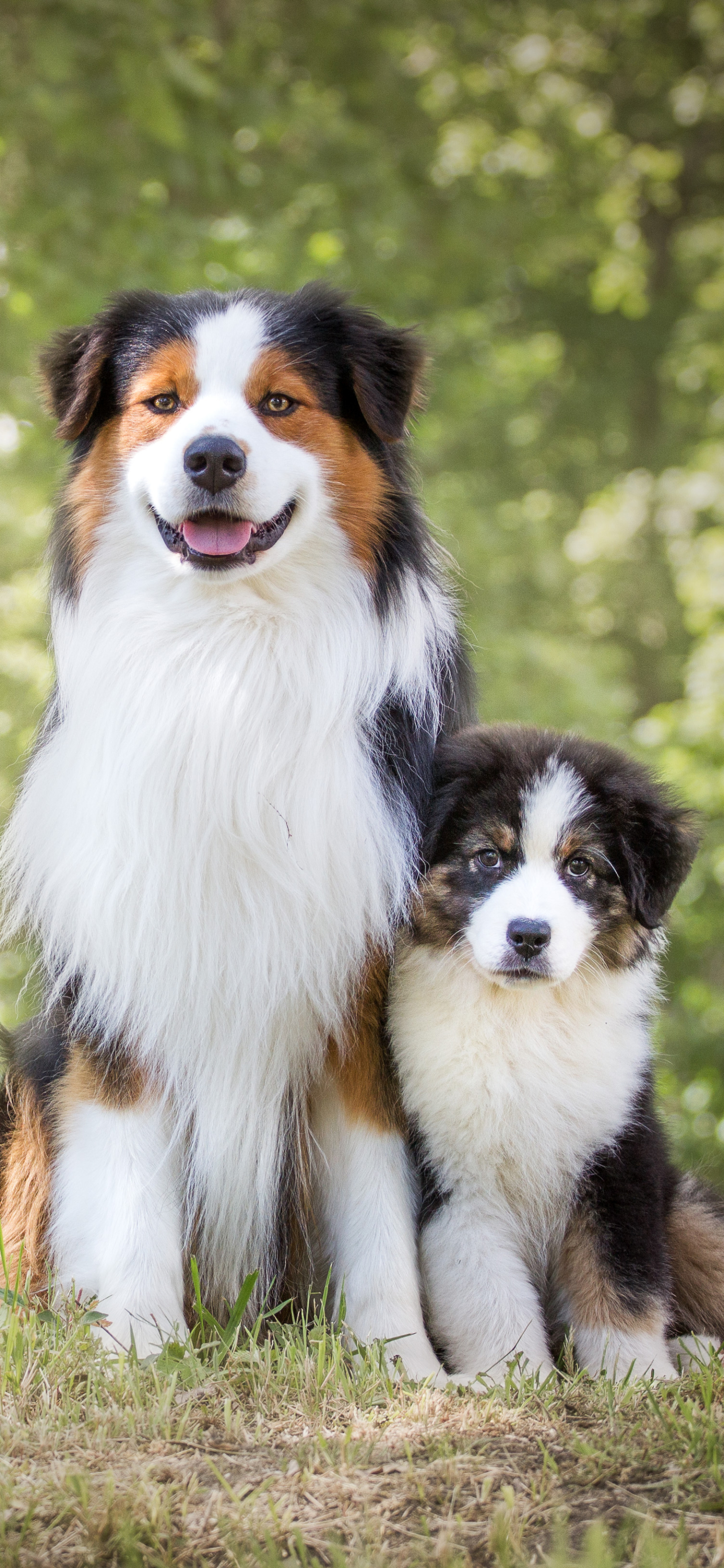 Download mobile wallpaper Dogs, Dog, Animal, Puppy, Australian Shepherd for free.