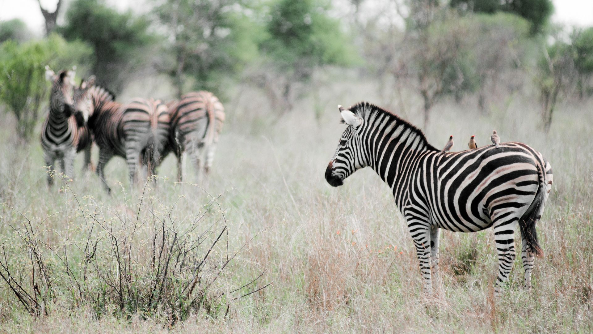 animals, grass, zebra, field, stroll, to stand, stand