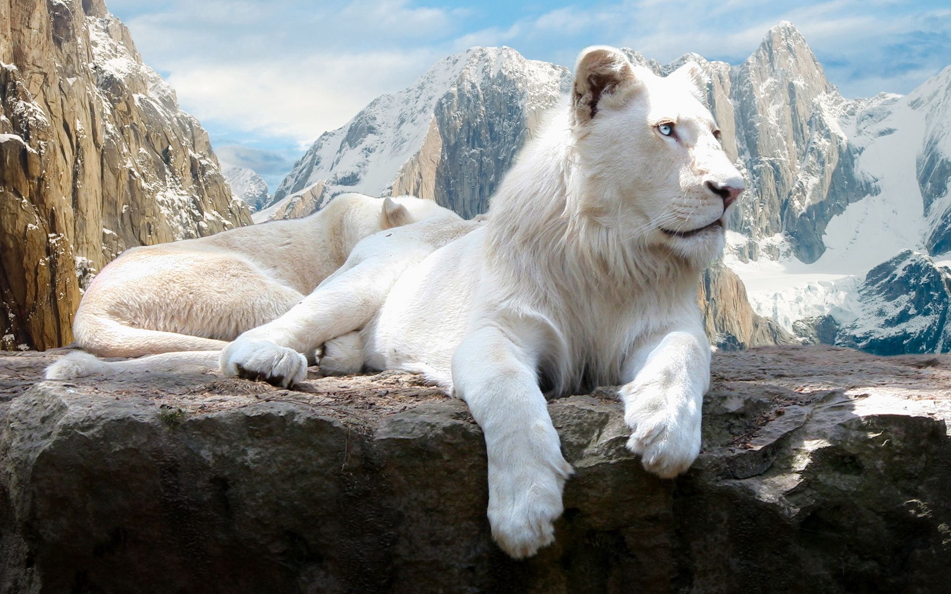 albino, lion, animals, mountains, rock, to lie down, lie