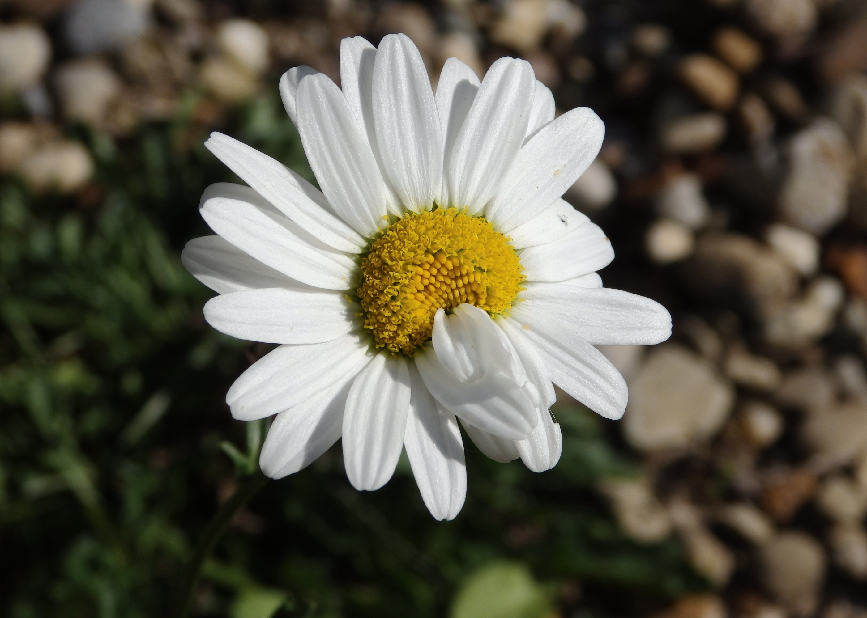 Free download wallpaper Chamomile, Camomile, Flower, Macro, Petals on your PC desktop