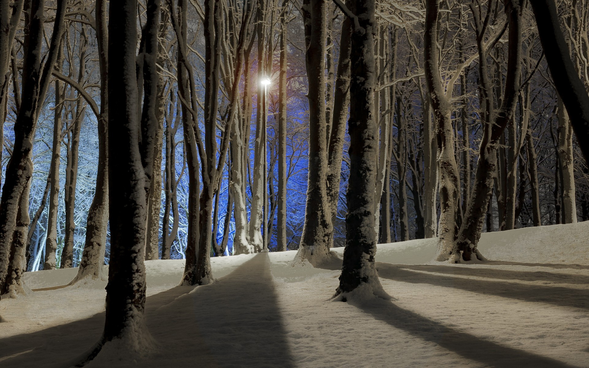 Laden Sie das Wald, Erde/natur-Bild kostenlos auf Ihren PC-Desktop herunter