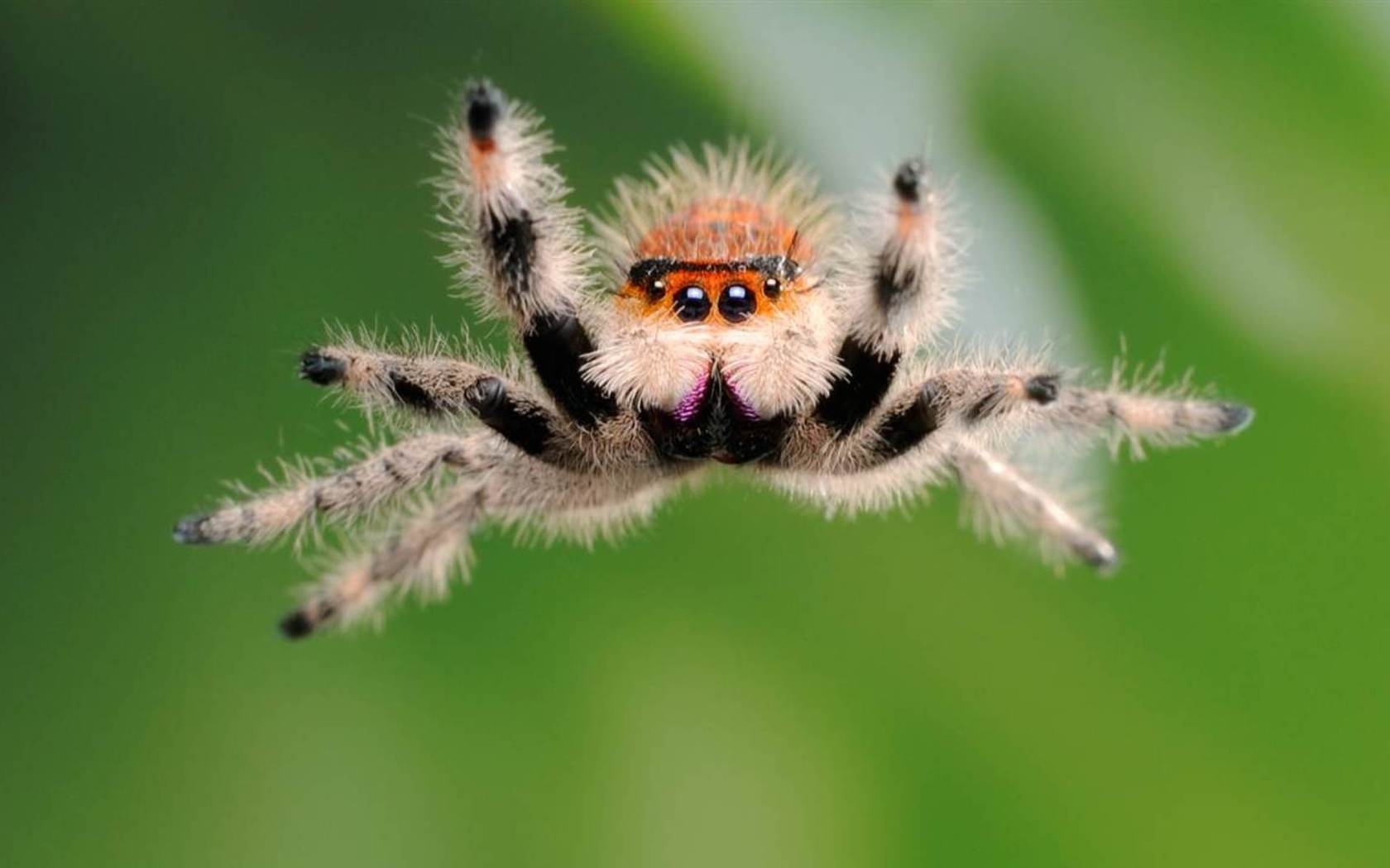 26296 descargar imagen insectos, animales, spiders, verde: fondos de pantalla y protectores de pantalla gratis