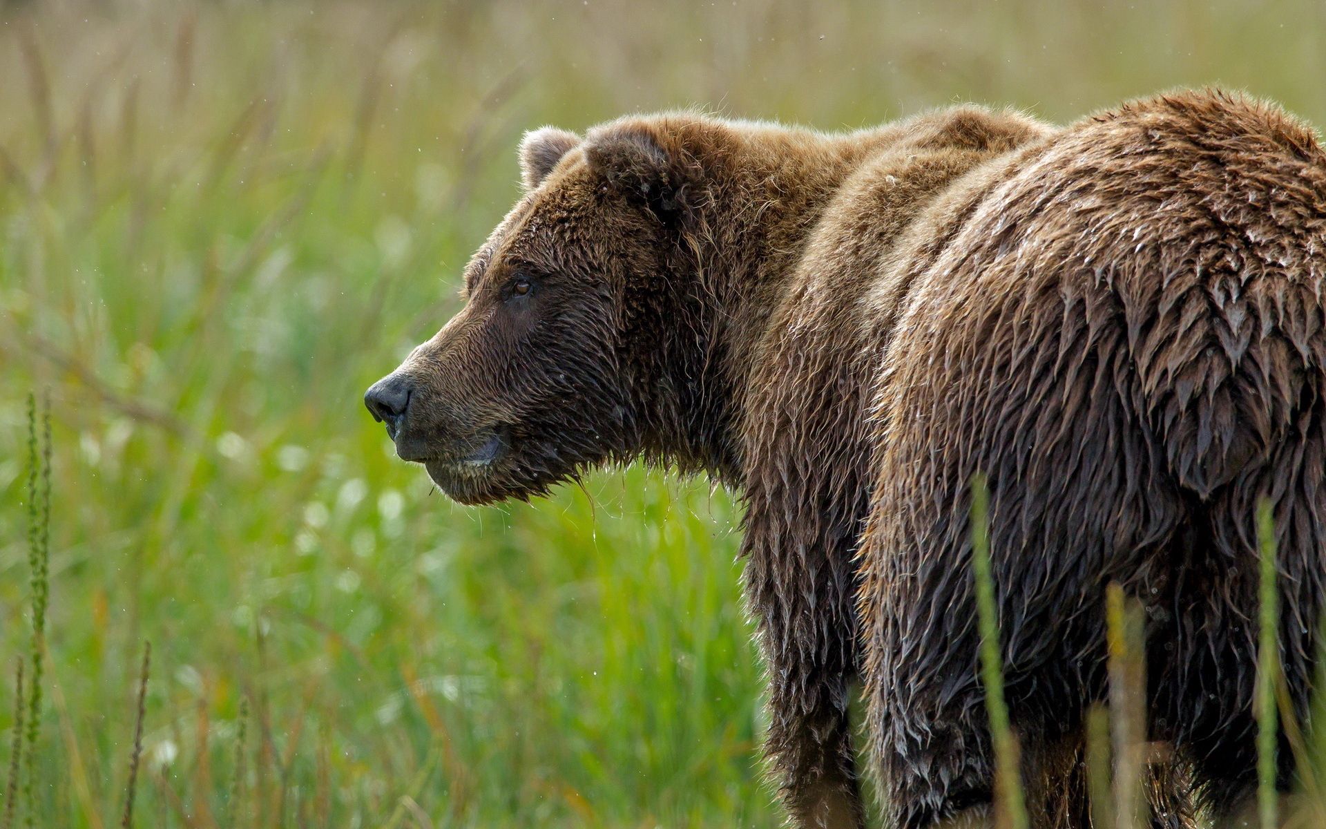 Download mobile wallpaper Grass, Animals, Muzzle, Wet, Bear for free.