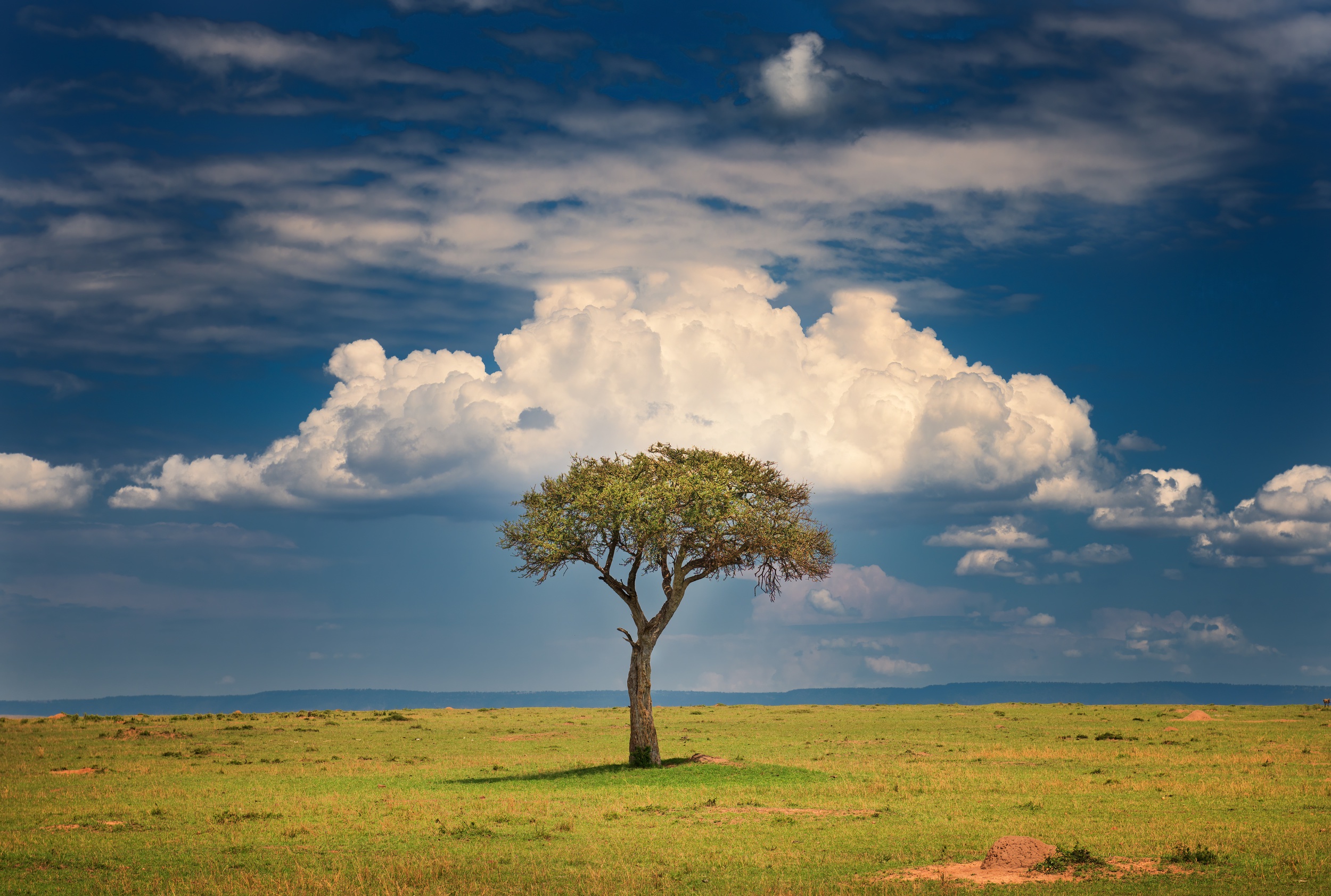 488670 скачать обои кения, земля/природа, дерево, облака, природа, саванна, деревья - заставки и картинки бесплатно