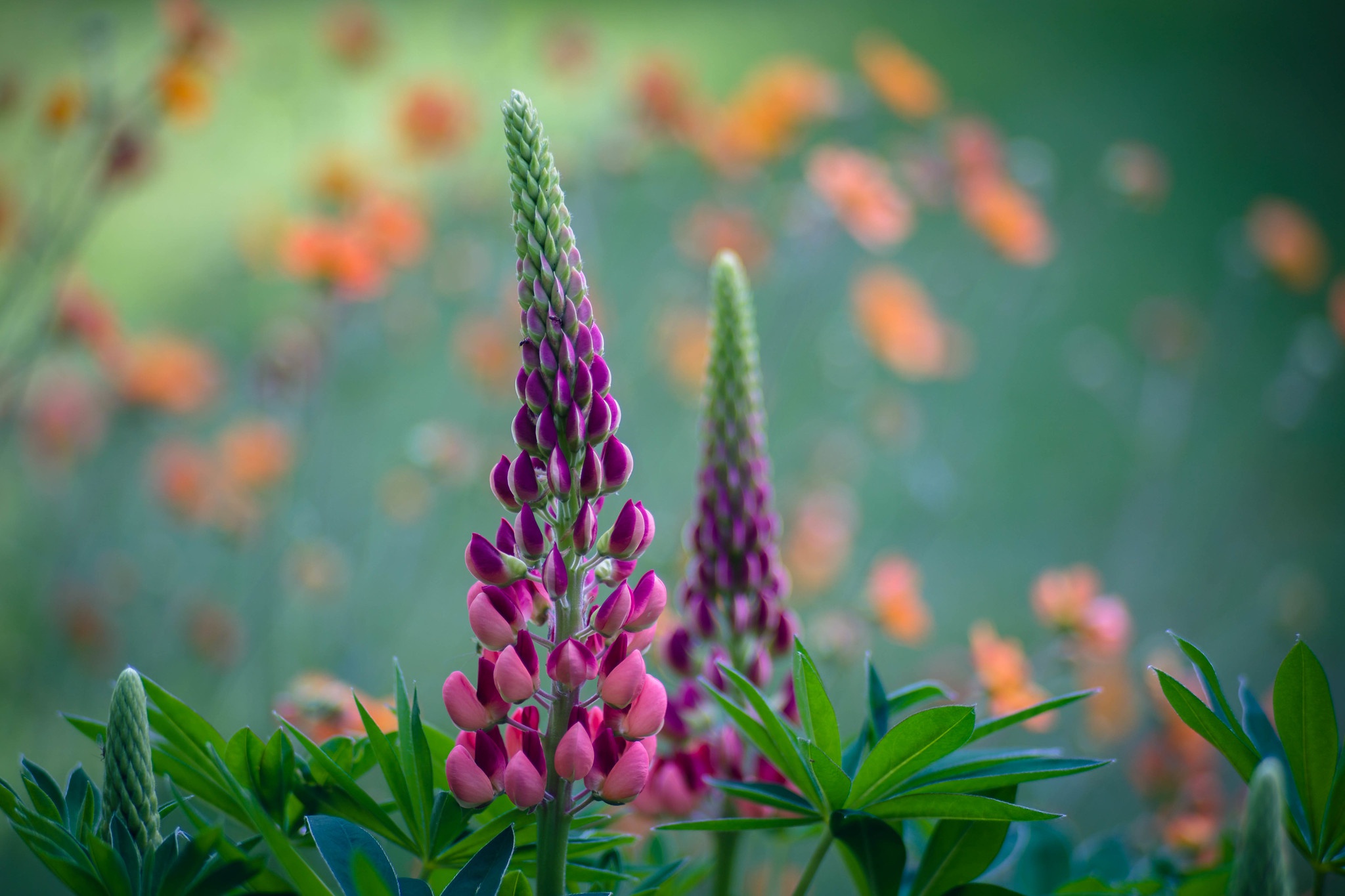 Free download wallpaper Nature, Flower, Earth, Lupine on your PC desktop