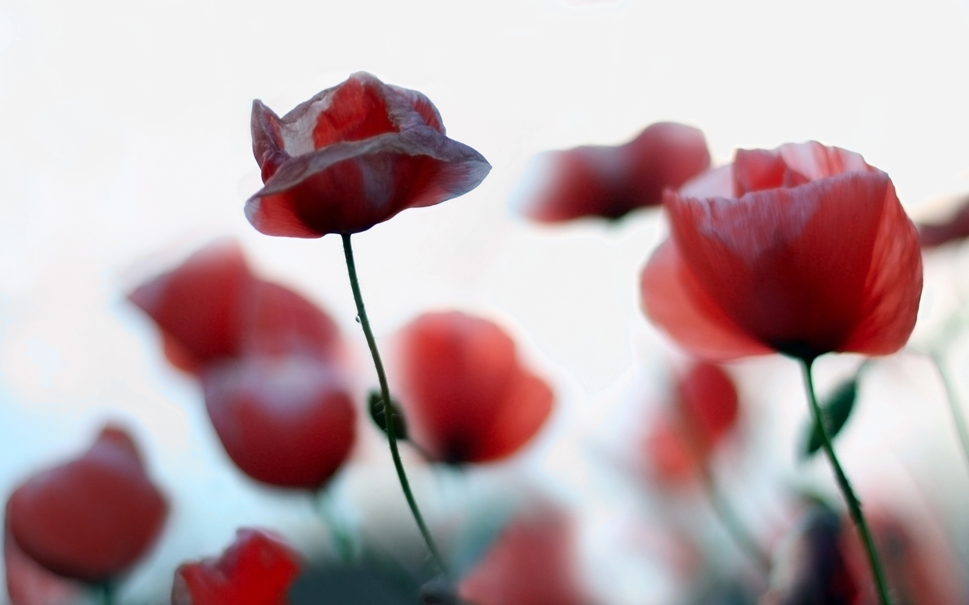 Téléchargez gratuitement l'image Fleurs, Fleur, Terre/nature sur le bureau de votre PC