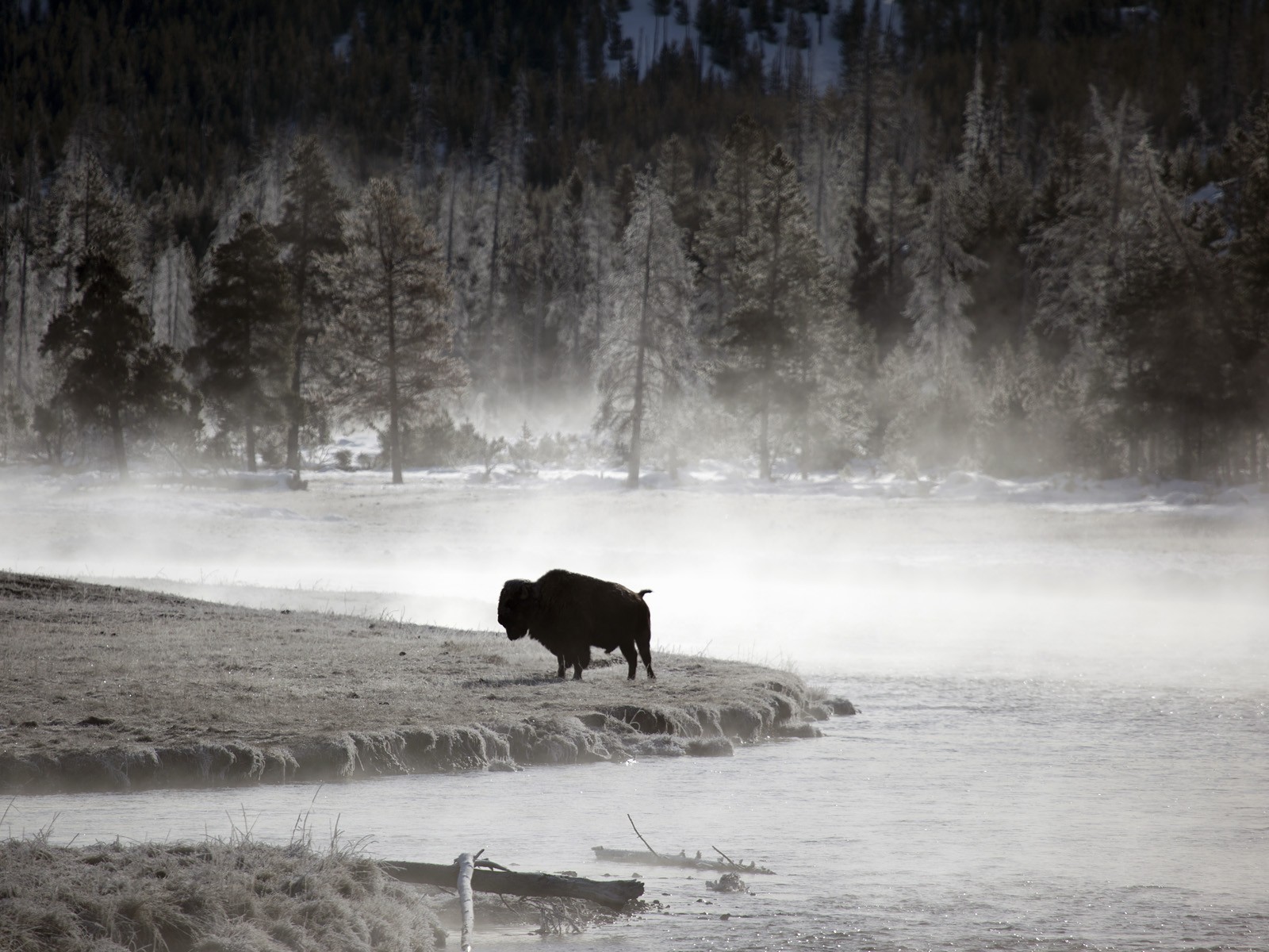 550953 Hintergrundbild herunterladen tiere, amerikanischer bison - Bildschirmschoner und Bilder kostenlos