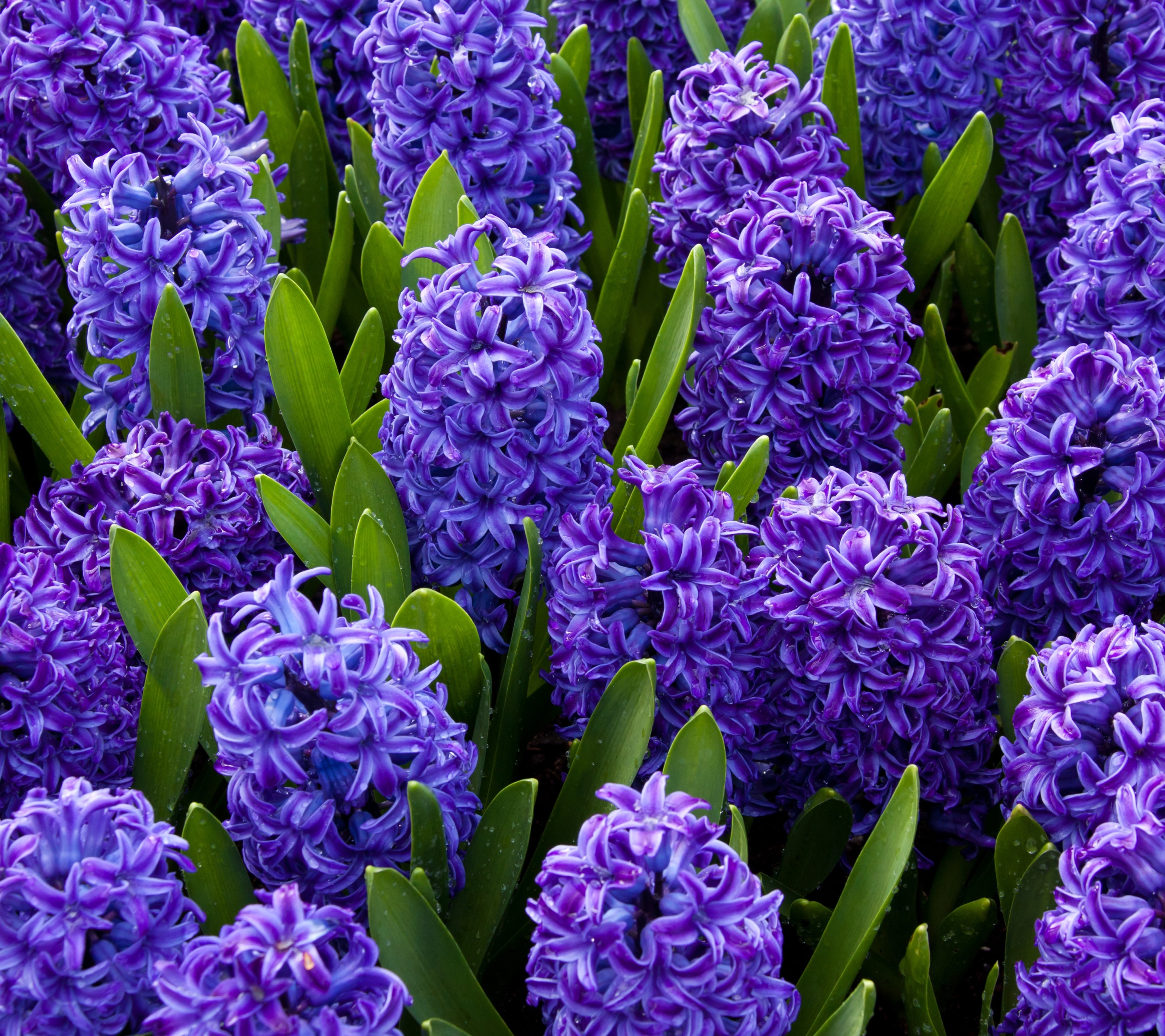 Laden Sie das Blumen, Blume, Blatt, Nahansicht, Hyazinthen, Lila Blume, Erde/natur-Bild kostenlos auf Ihren PC-Desktop herunter