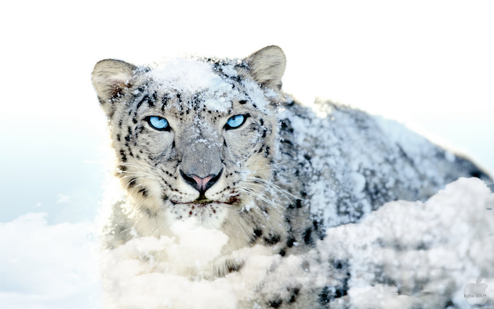 276237 descargar imagen animales, leopardo de las nieves, gatos: fondos de pantalla y protectores de pantalla gratis