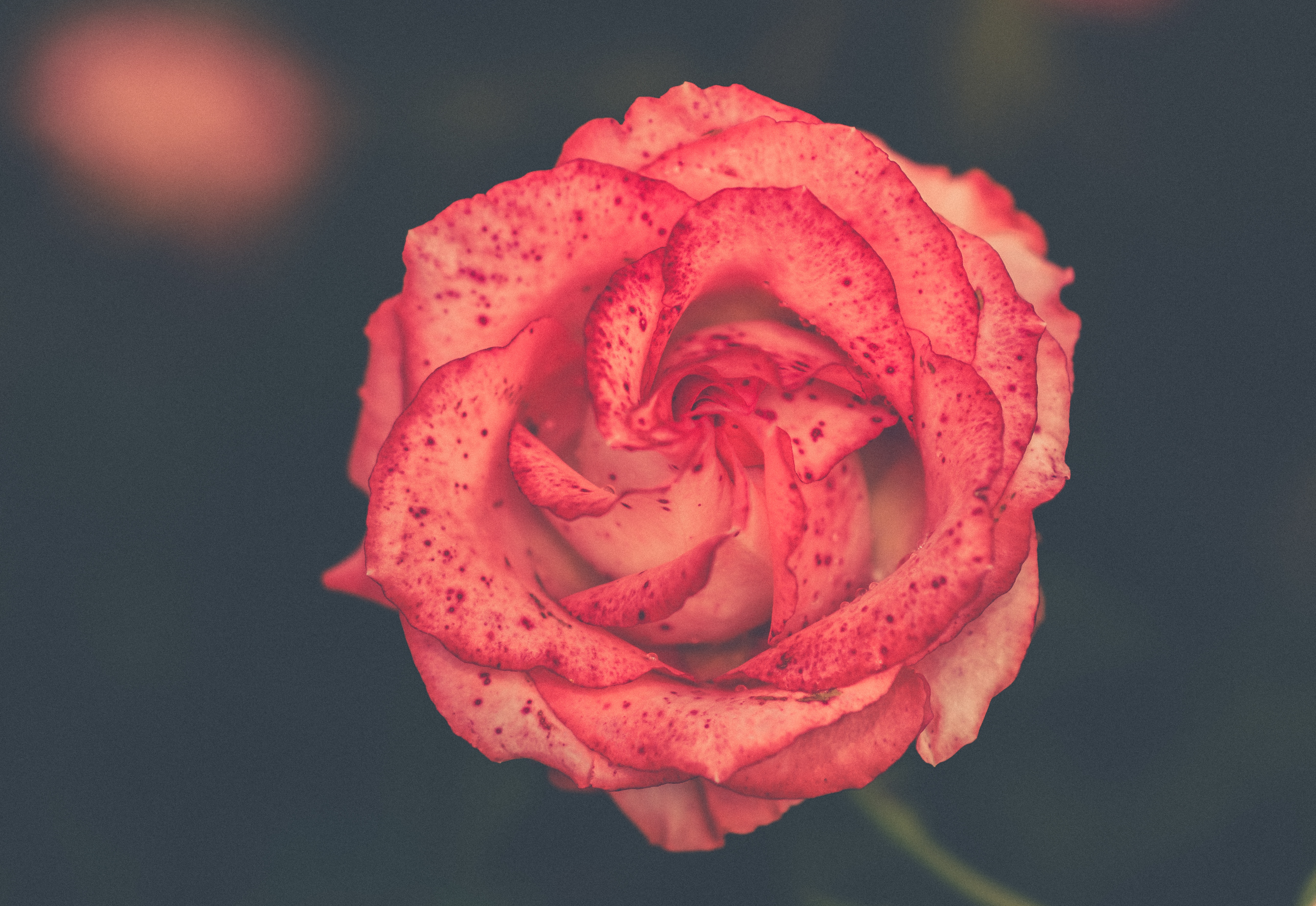 Téléchargez gratuitement l'image Bourgeon, Fleur, Taches, Fleurs, Une Rose, Rose sur le bureau de votre PC