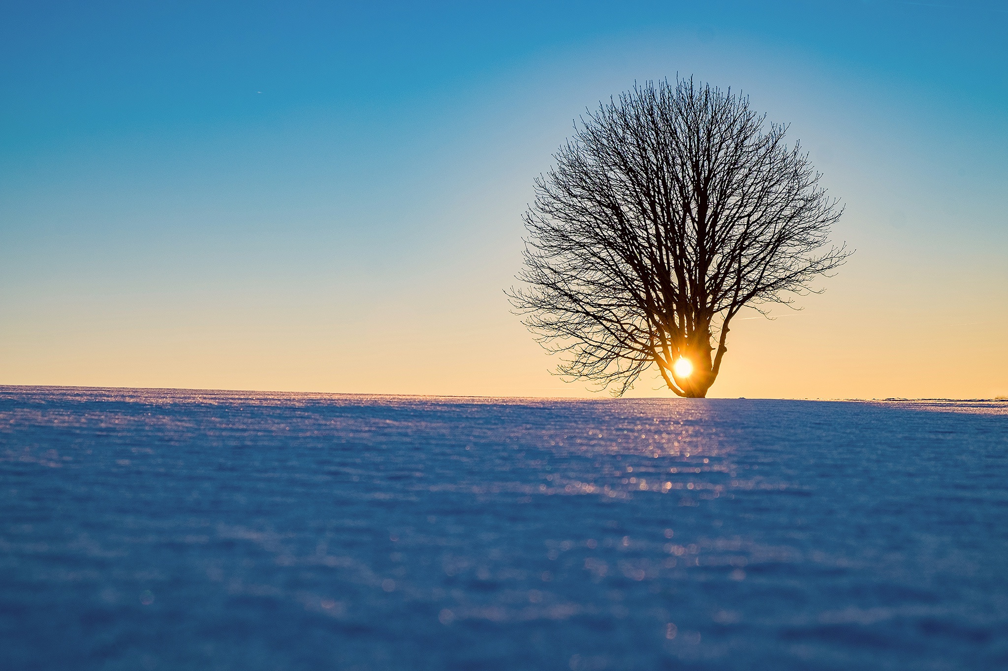 Descarga gratuita de fondo de pantalla para móvil de Invierno, Naturaleza, Árboles, Nieve, Árbol, Tierra/naturaleza.