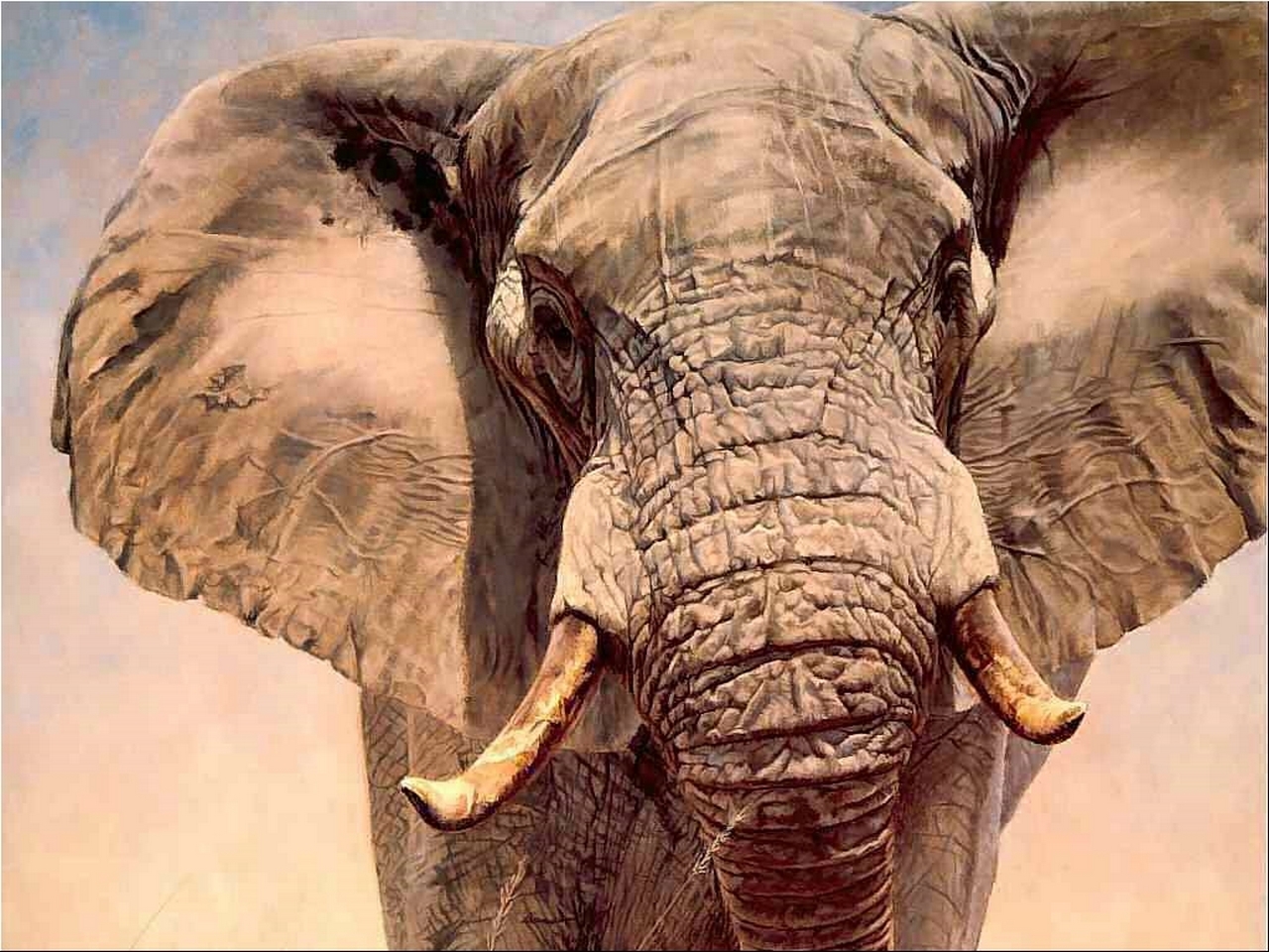 1435143 Hintergrundbild herunterladen tiere, afrikanischer elefant, elefant - Bildschirmschoner und Bilder kostenlos