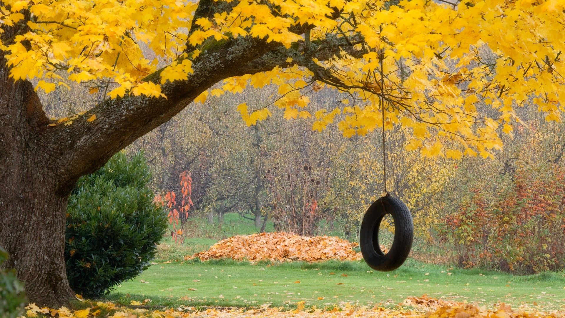 Free download wallpaper Leaves, Wood, Tree, Rope, Nature, Autumn, Maple, Wheel, Swing on your PC desktop