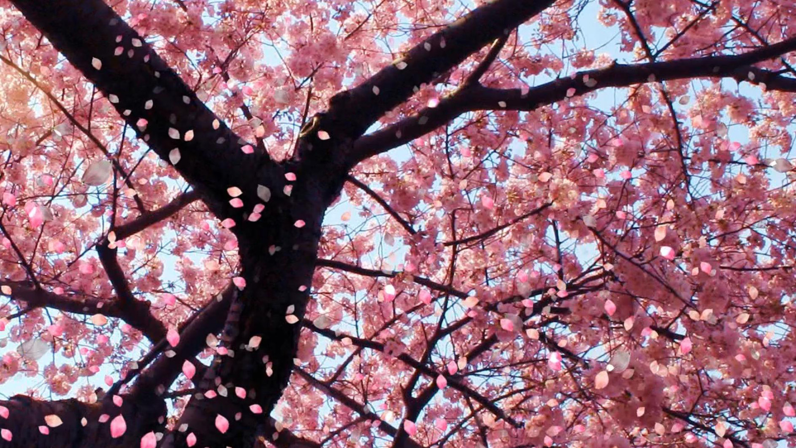 Скачати мобільні шпалери Дерево, Цвітіння, Земля, Рожева Квітка, Вишневе Дерево безкоштовно.