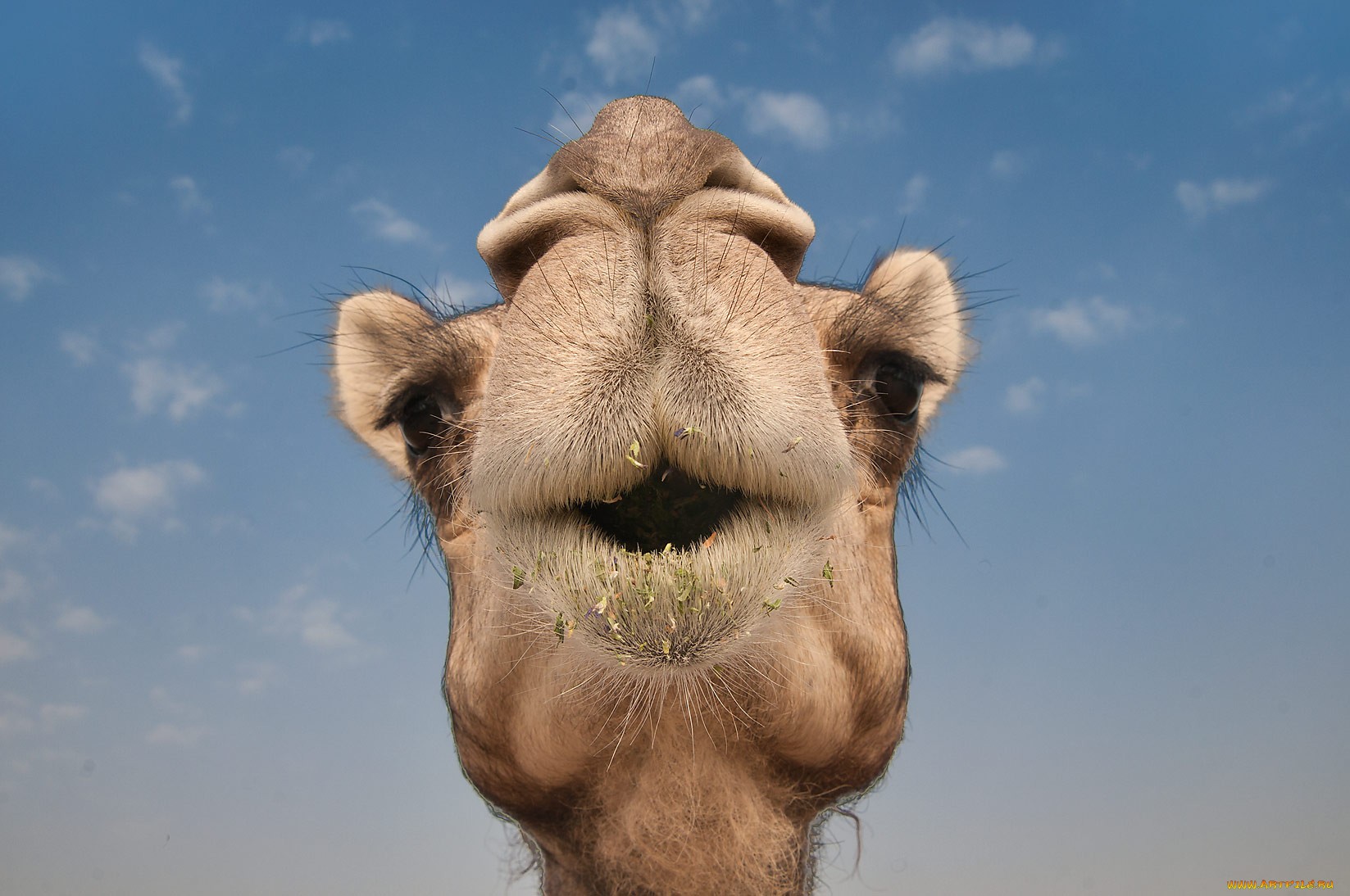 Descarga gratuita de fondo de pantalla para móvil de Animales, Camello.