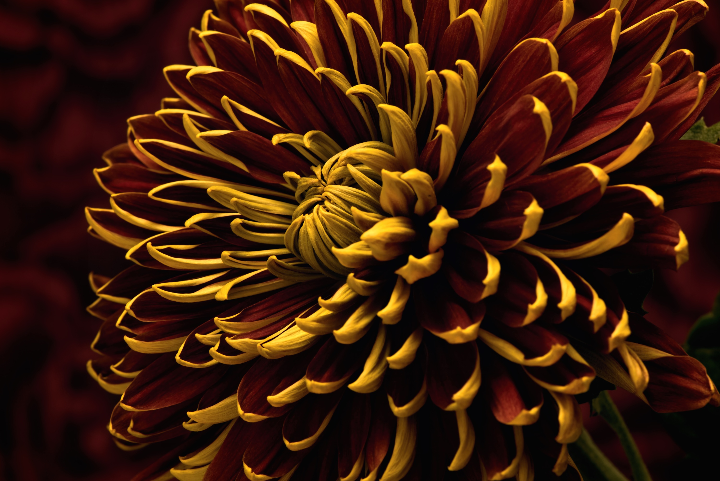 Laden Sie das Natur, Blumen, Blume, Makro, Rote Blume, Erde/natur, Chrysanthemen-Bild kostenlos auf Ihren PC-Desktop herunter