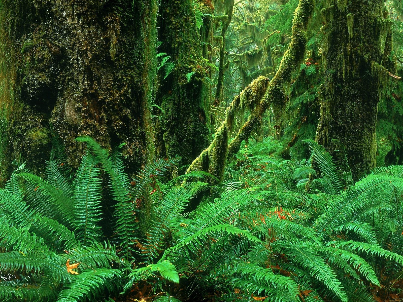 Téléchargez gratuitement l'image Jungle, Terre/nature sur le bureau de votre PC