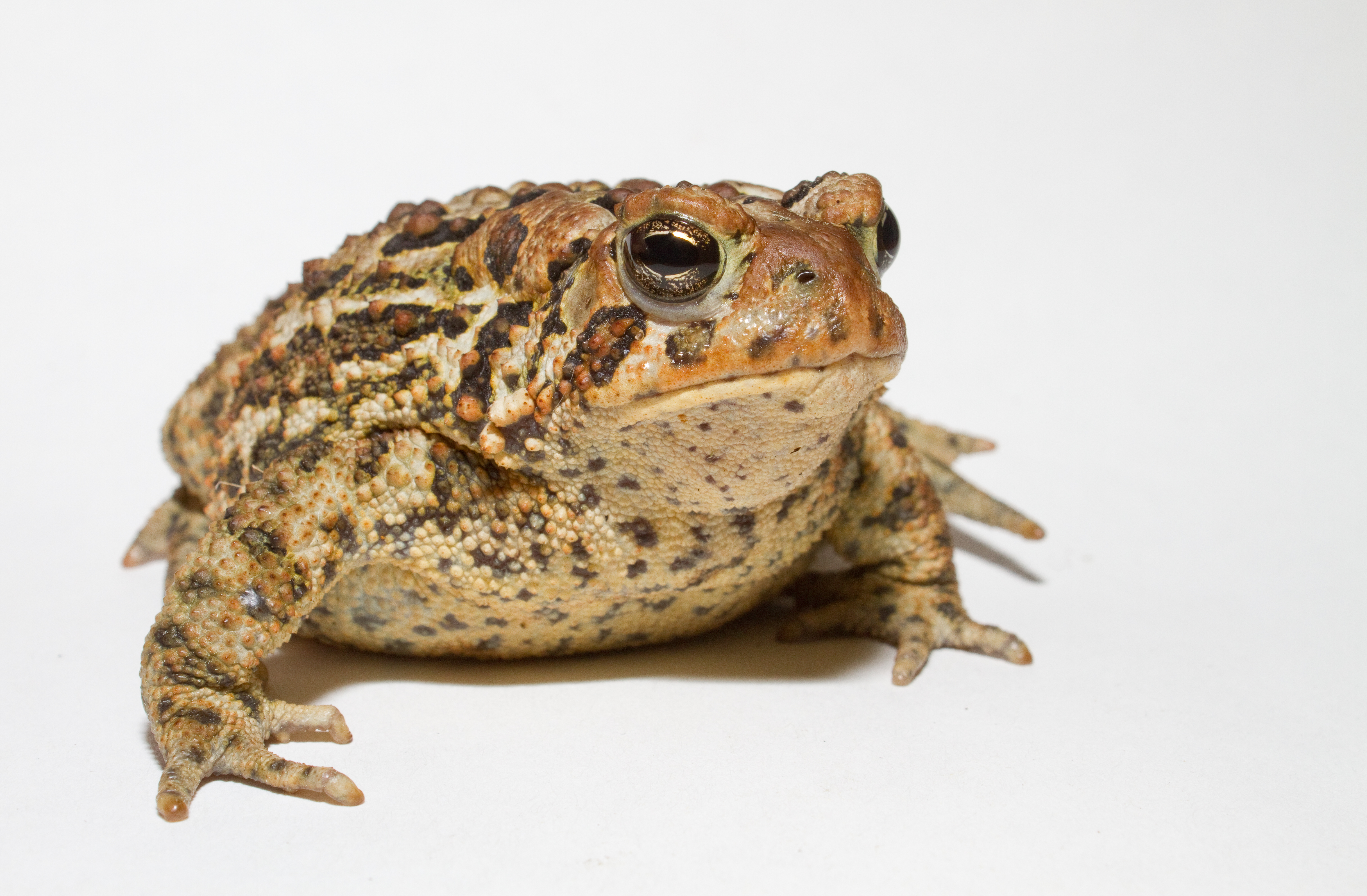 animal, toad
