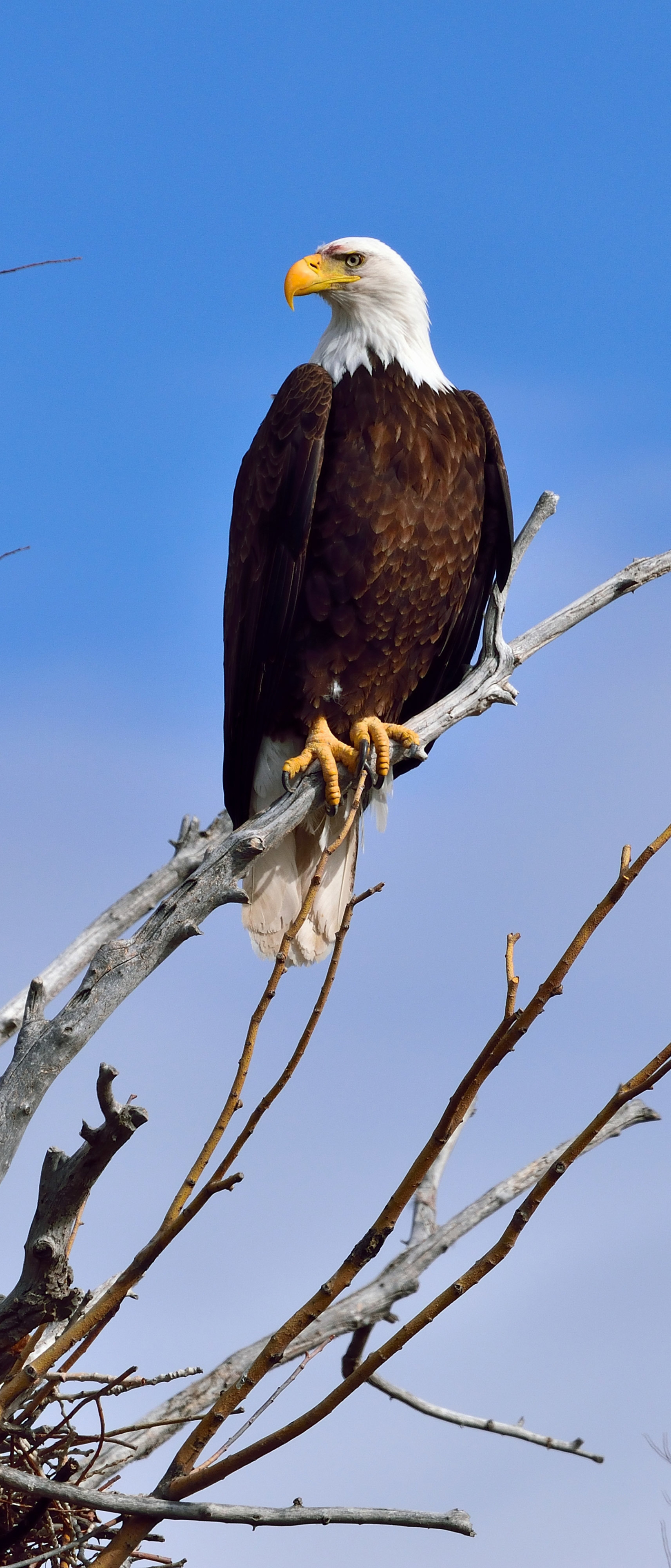 Download mobile wallpaper Birds, Animal, Eagle, Bald Eagle, Bird Of Prey for free.