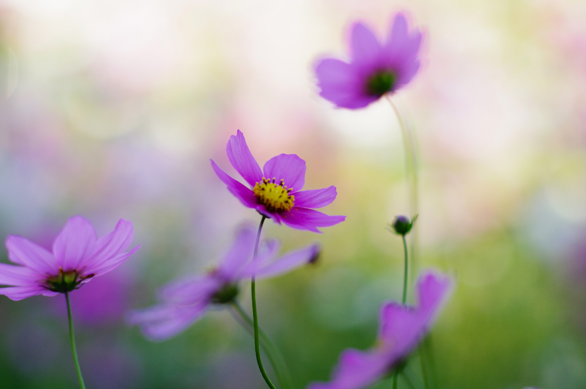 Download mobile wallpaper Cosmos, Close Up, Flowers, Earth for free.